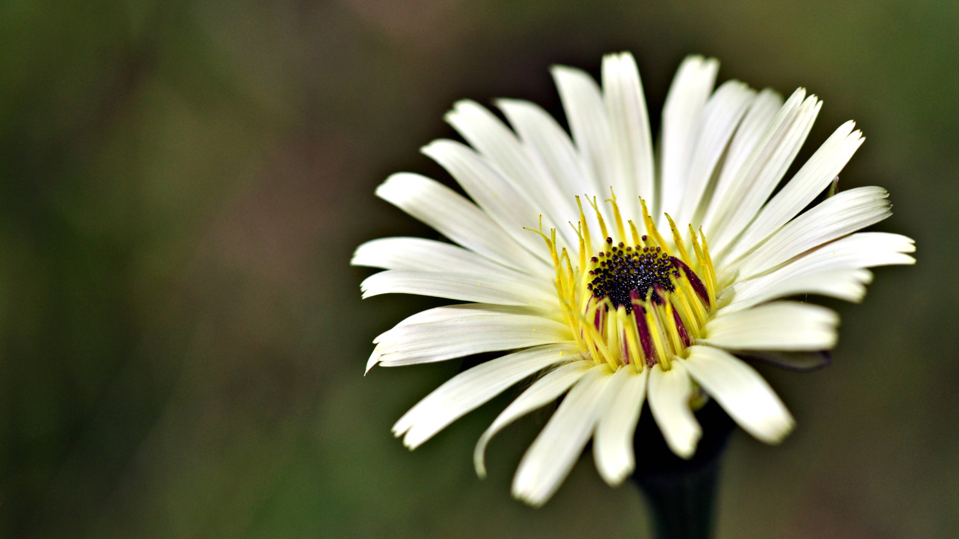 Free download Daisy background ID:363448 hd 1920x1080 for desktop