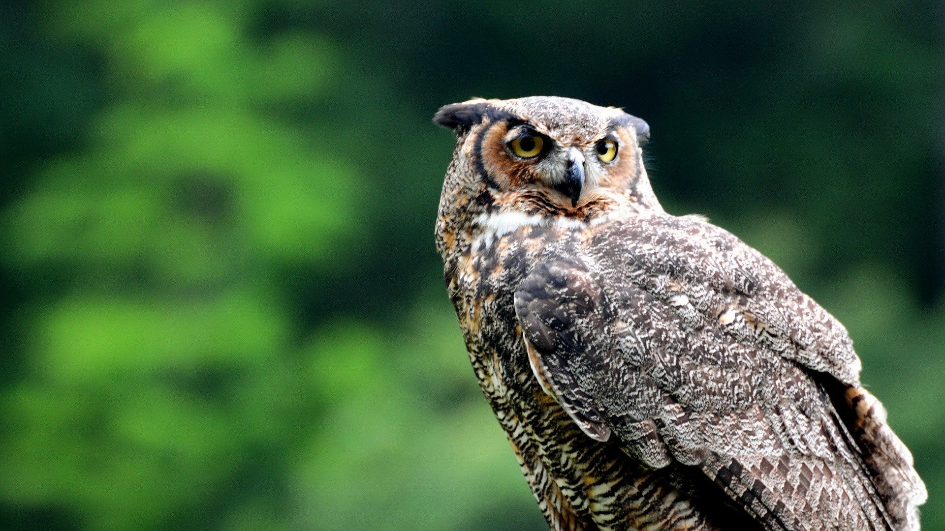 Awesome Owl free background ID:236944 for hd 1920x1080 desktop