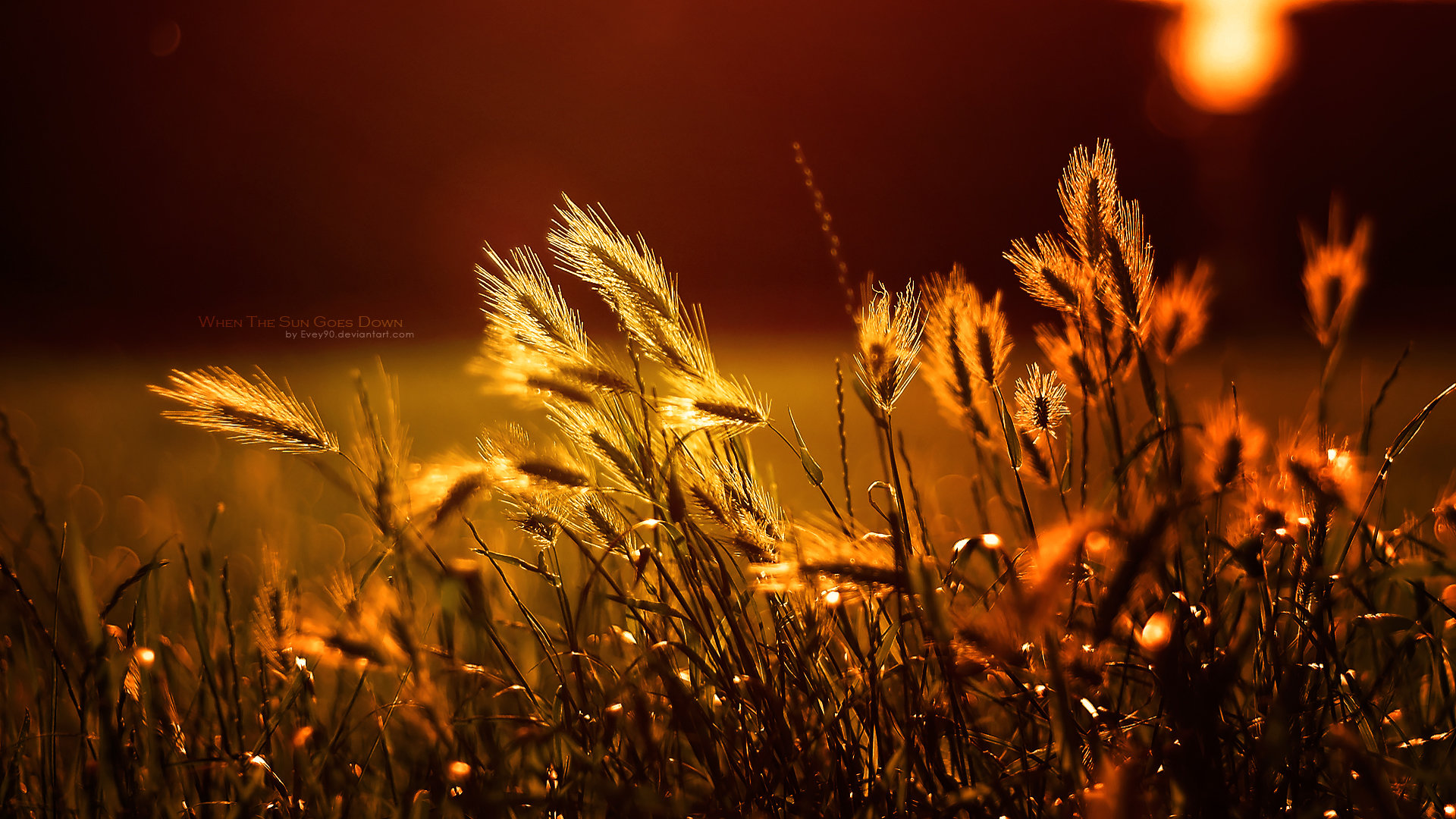Download full hd Wheat computer wallpaper ID:392147 for free