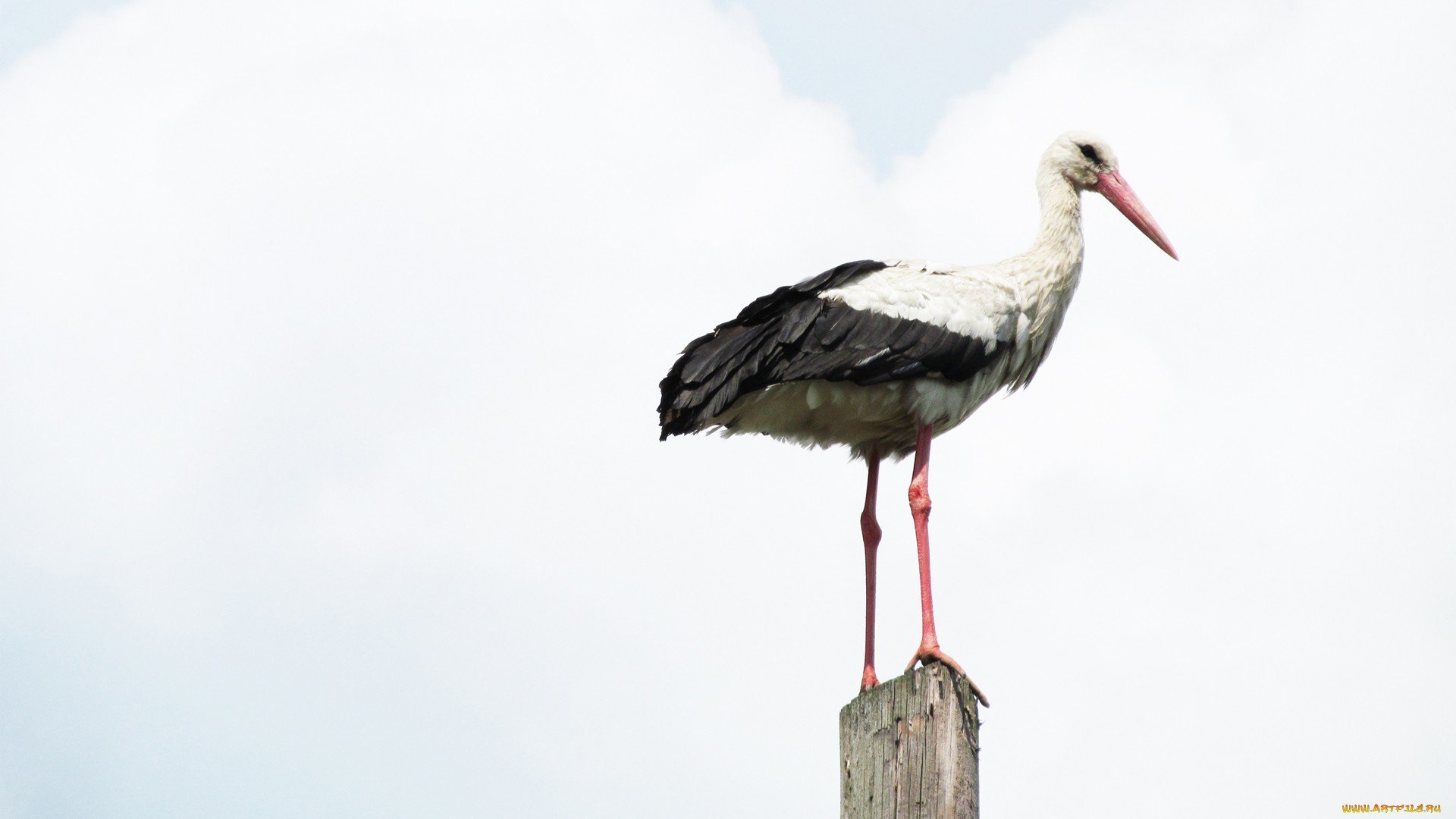 Best White Stork background ID:9573 for High Resolution full hd 1920x1080 PC