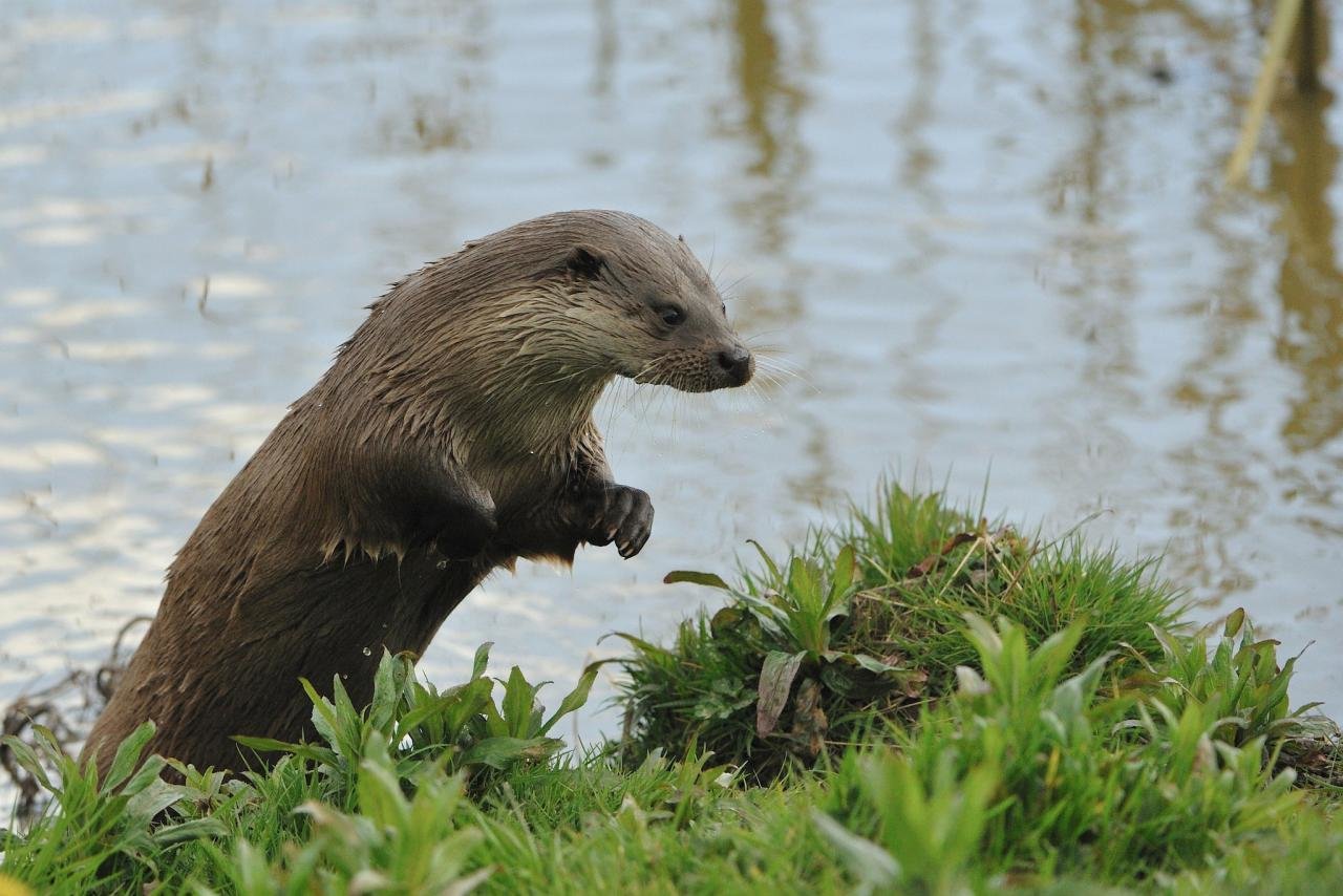 Download hd 1280x854 Otter computer background ID:207590 for free
