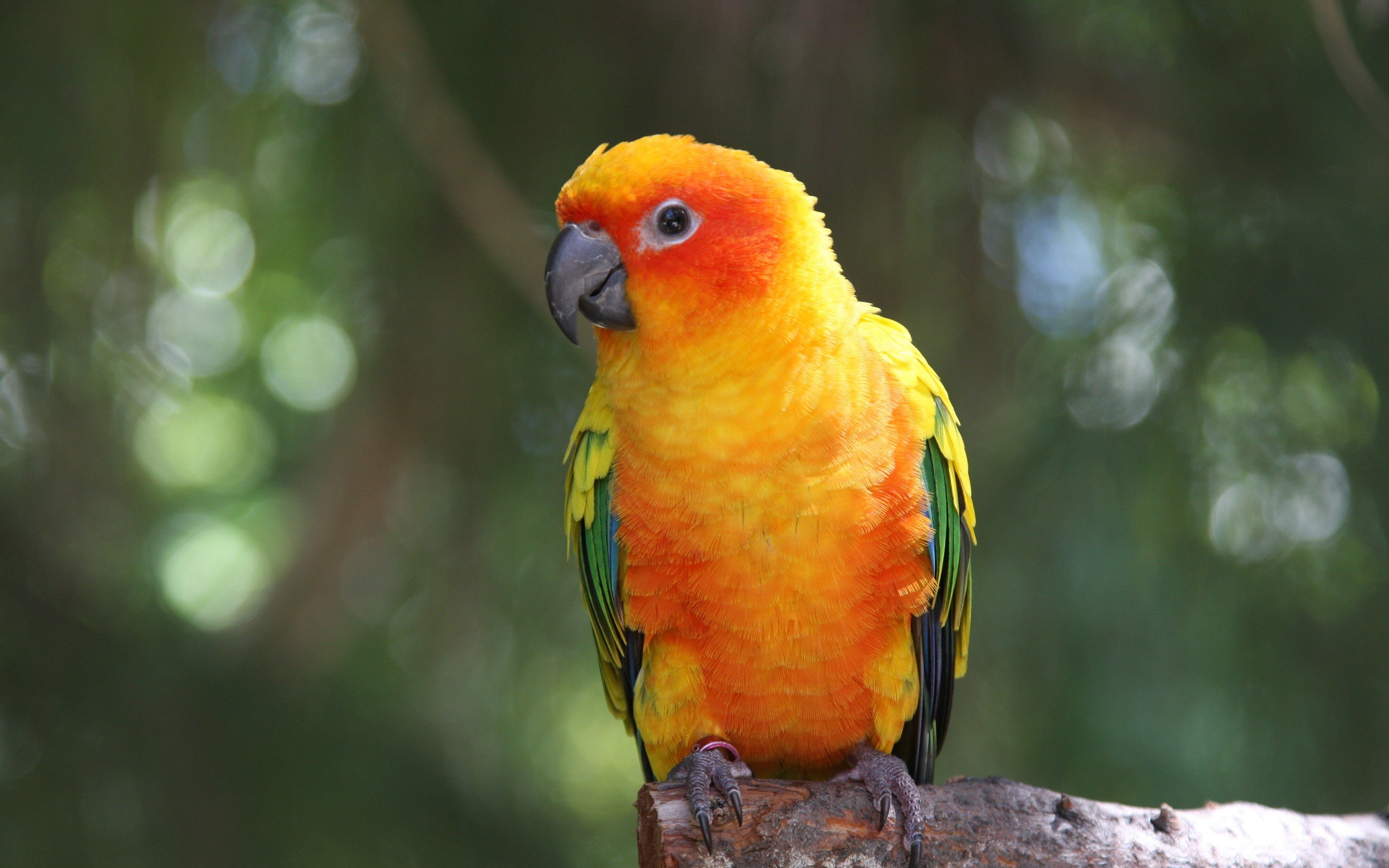 High resolution Parrot hd 2880x1800 background ID:25728 for desktop