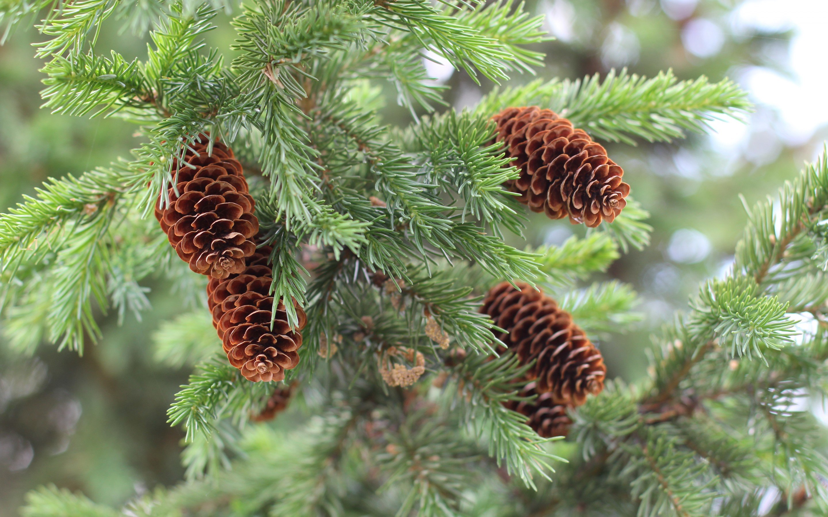 Free Pine Tree high quality background ID:234133 for hd 2880x1800 desktop
