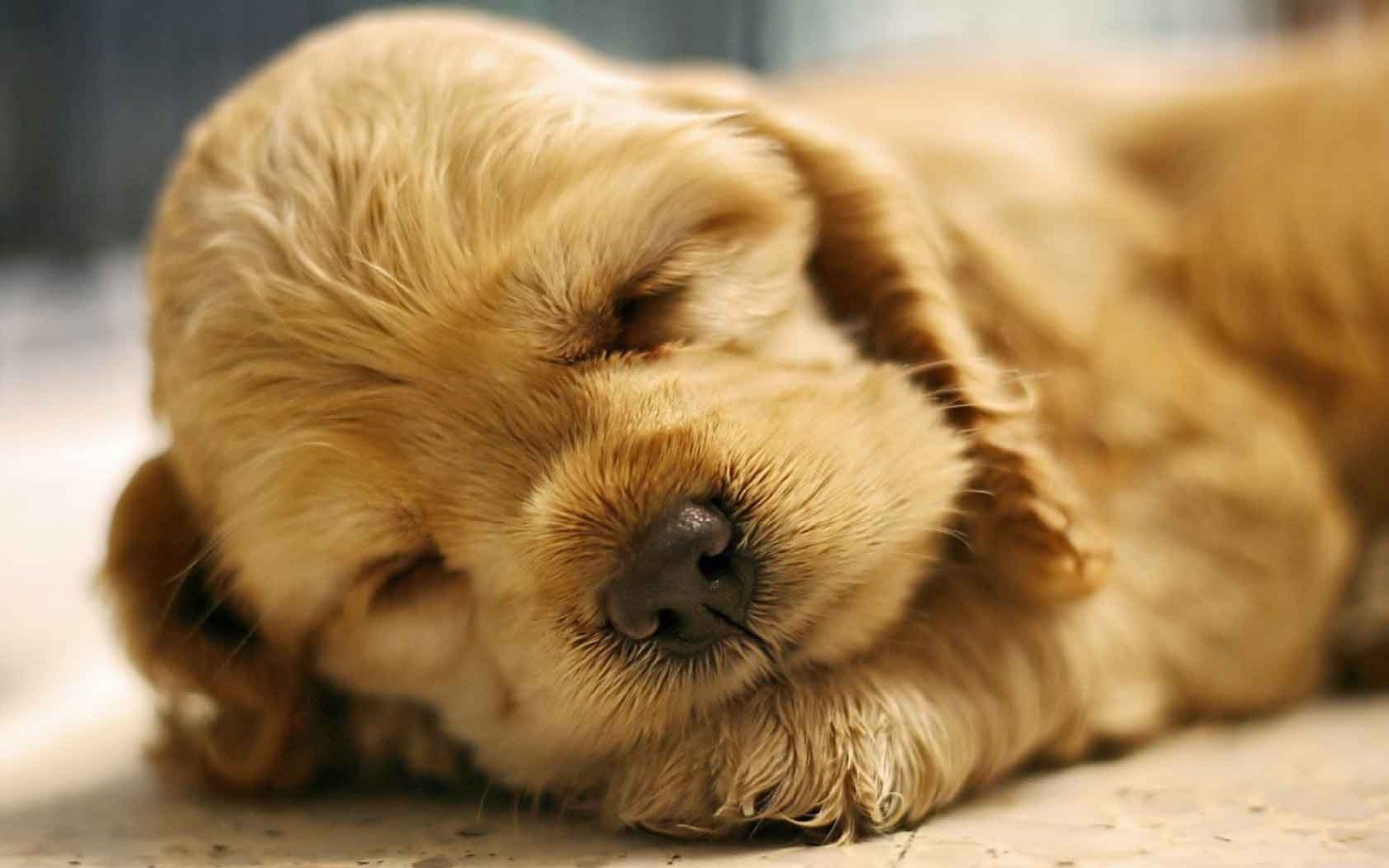 Free Puppy high quality wallpaper ID:46578 for hd 1680x1050 computer