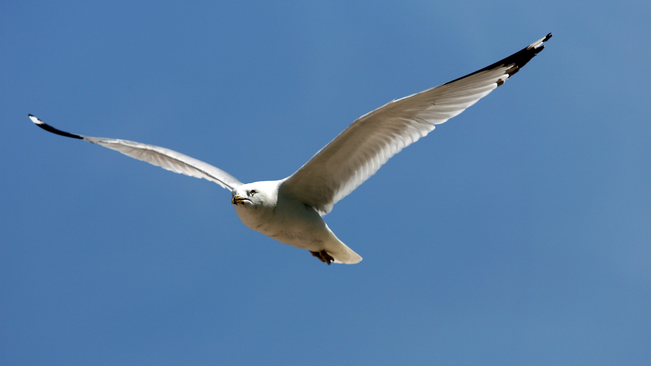 Best Seagull background ID:66837 for High Resolution hd 2560x1440 computer
