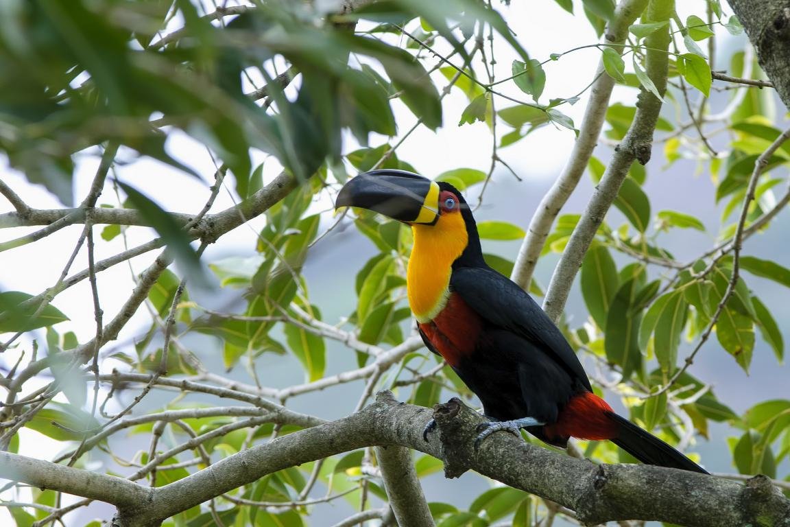Download hd 1152x768 Toucan PC wallpaper ID:57250 for free