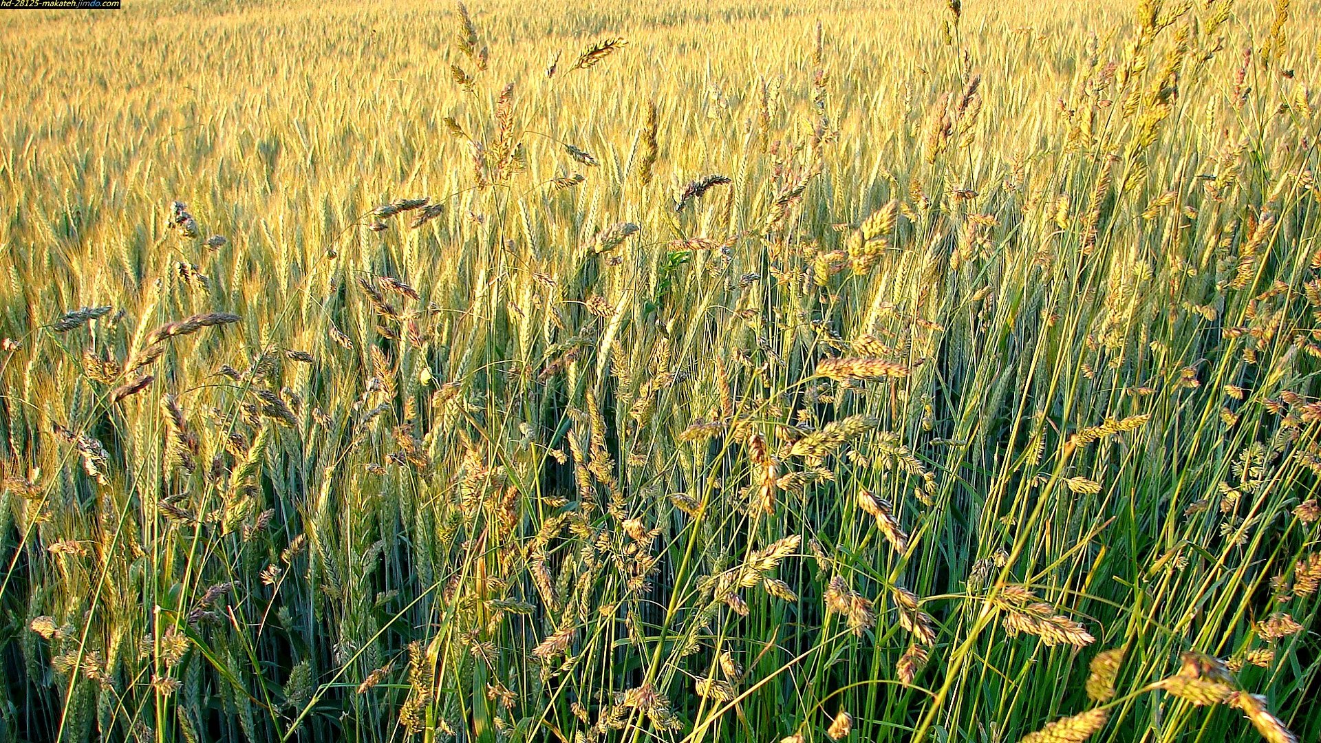 Free download Wheat wallpaper ID:391989 hd 1920x1080 for PC