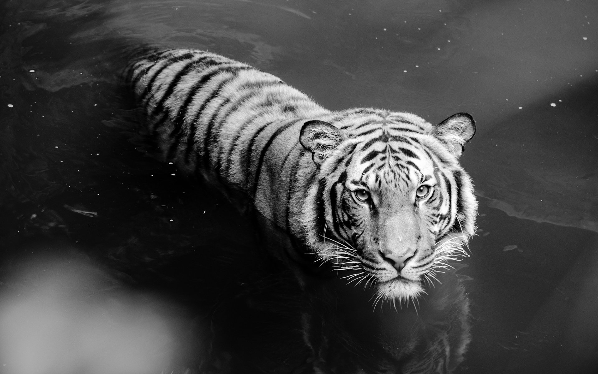 High resolution White Tiger hd 1920x1200 background ID:174850 for PC