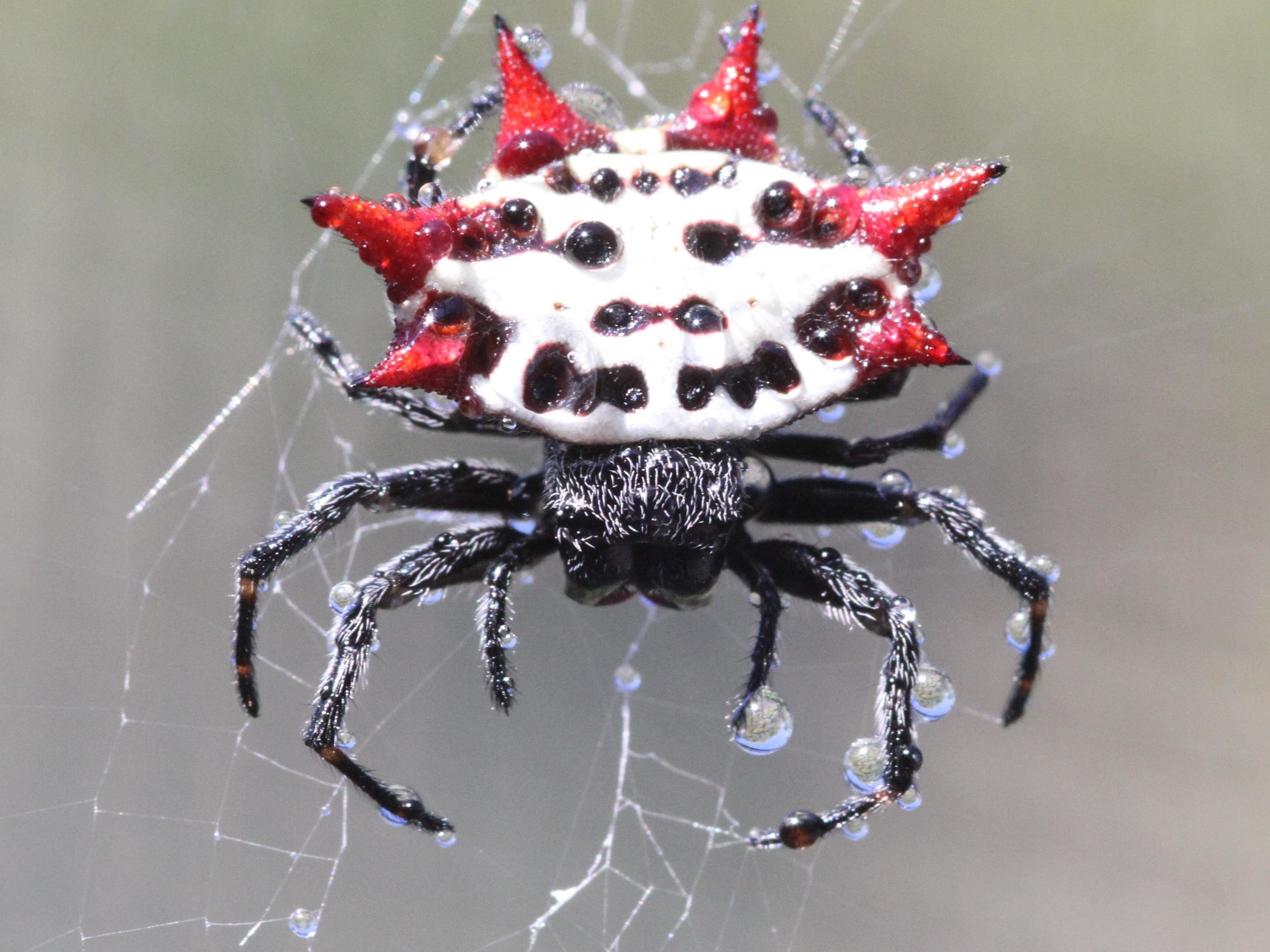 High resolution Spider hd 3200x2400 wallpaper ID:22381 for PC