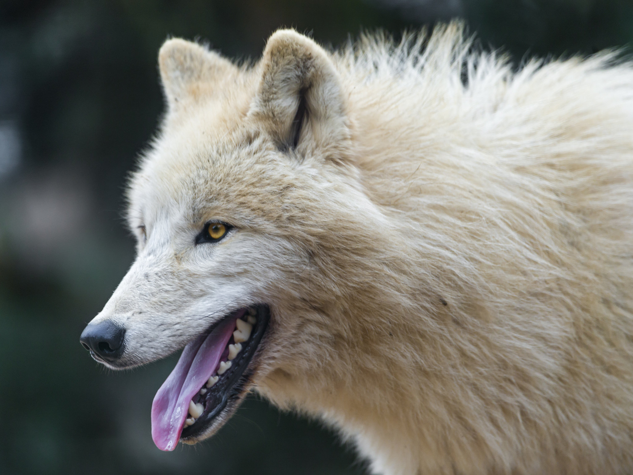 High resolution Arctic Wolf hd 2048x1536 background ID:233915 for computer