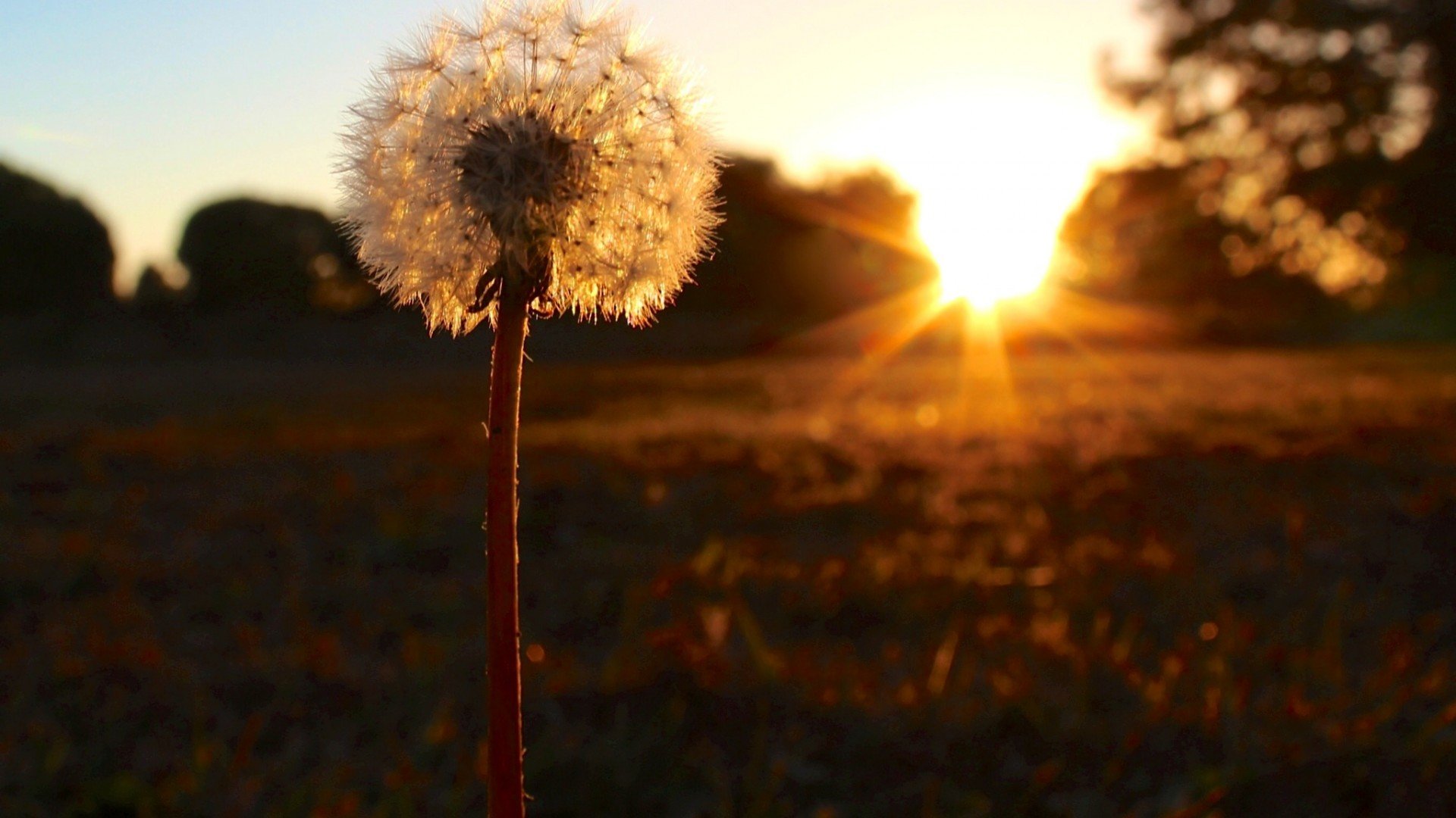 Download full hd Dandelion computer background ID:77858 for free