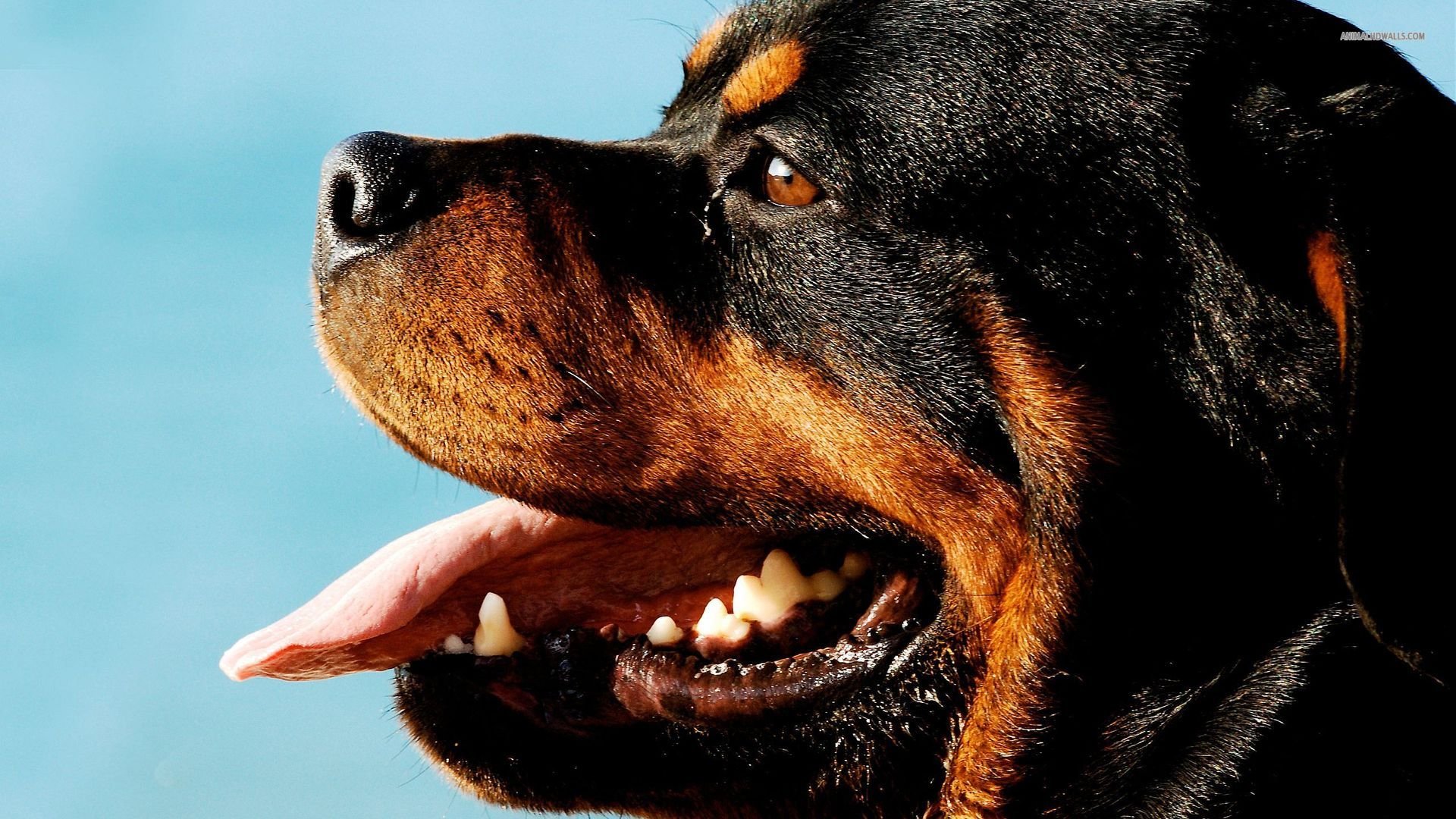 Awesome Rottweiler free background ID:68578 for hd 1080p desktop