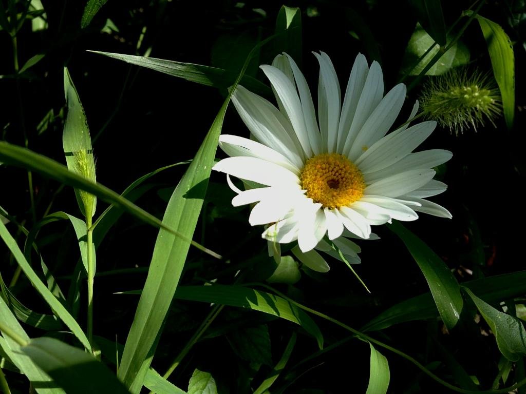Awesome Daisy free background ID:363428 for hd 1024x768 computer