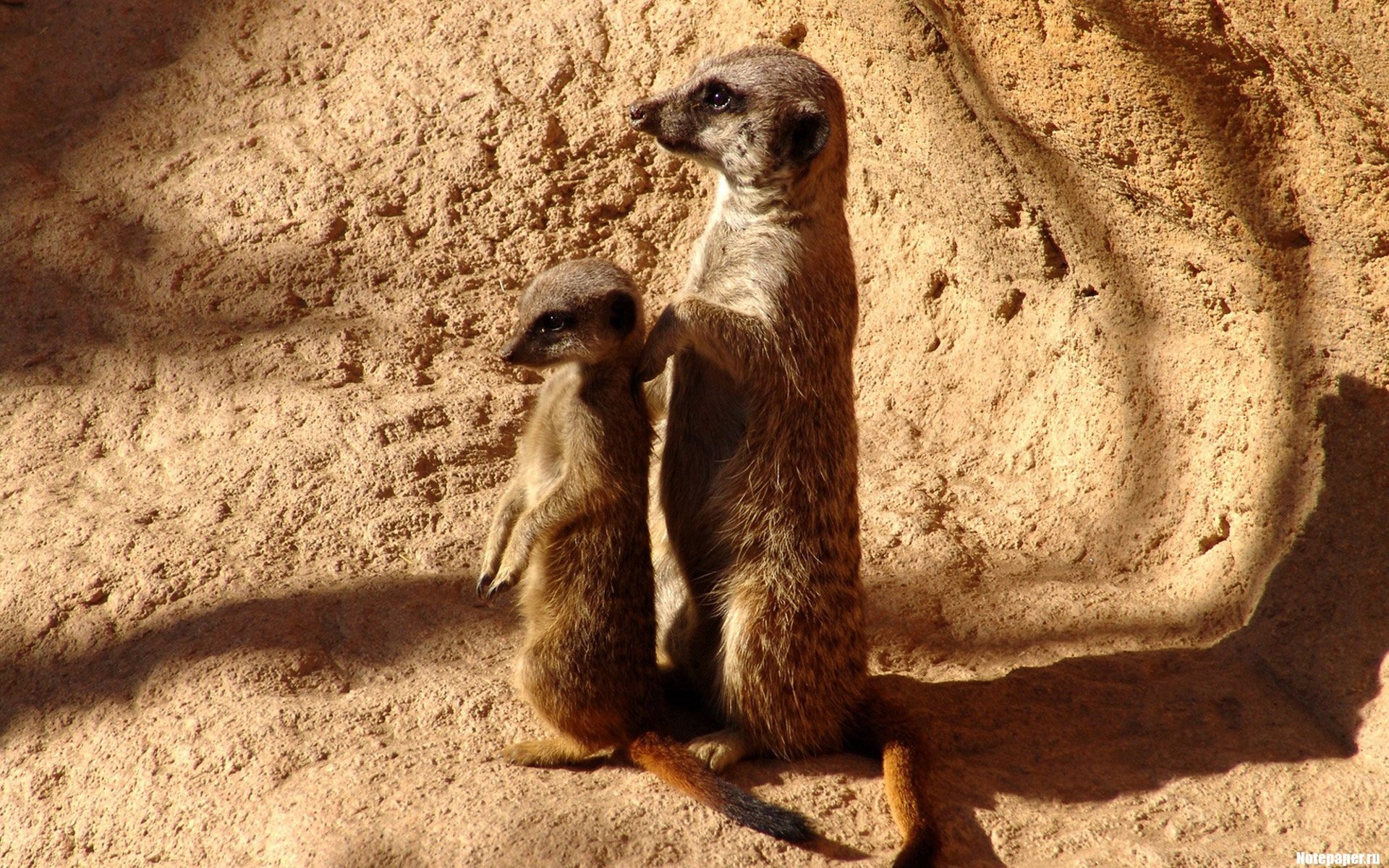 Best Meerkat background ID:164553 for High Resolution hd 1920x1200 computer