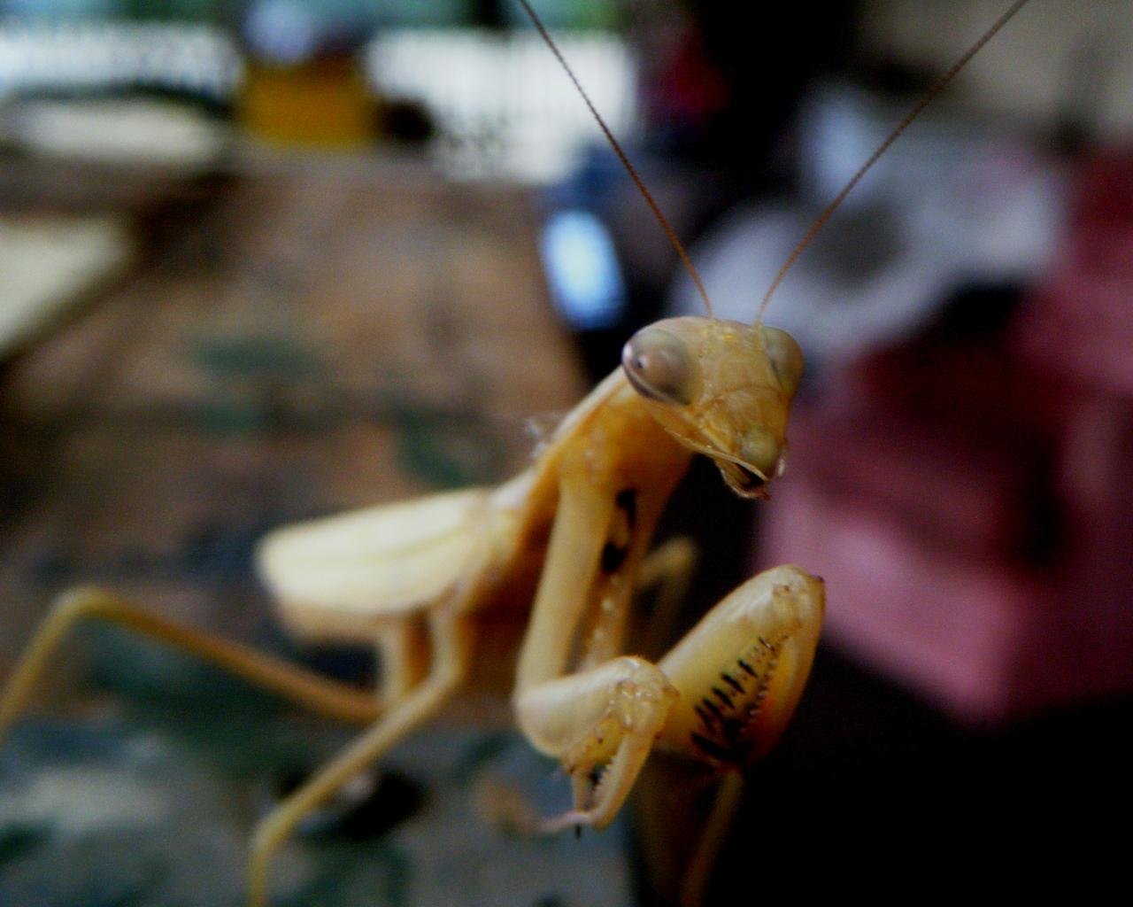 Awesome Praying Mantis free wallpaper ID:156492 for hd 1280x1024 computer