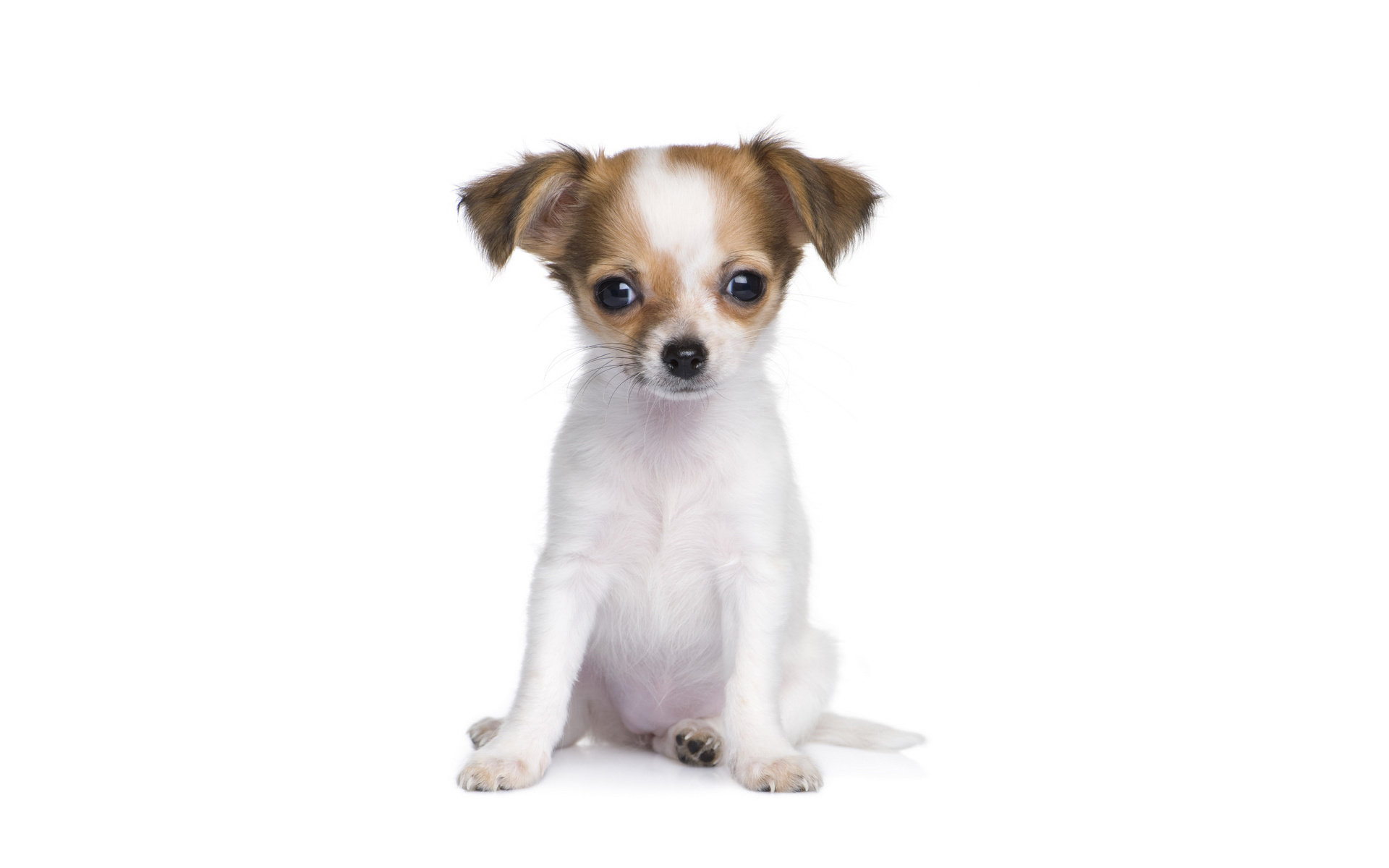 Free download Puppy background ID:46567 hd 1920x1200 for desktop