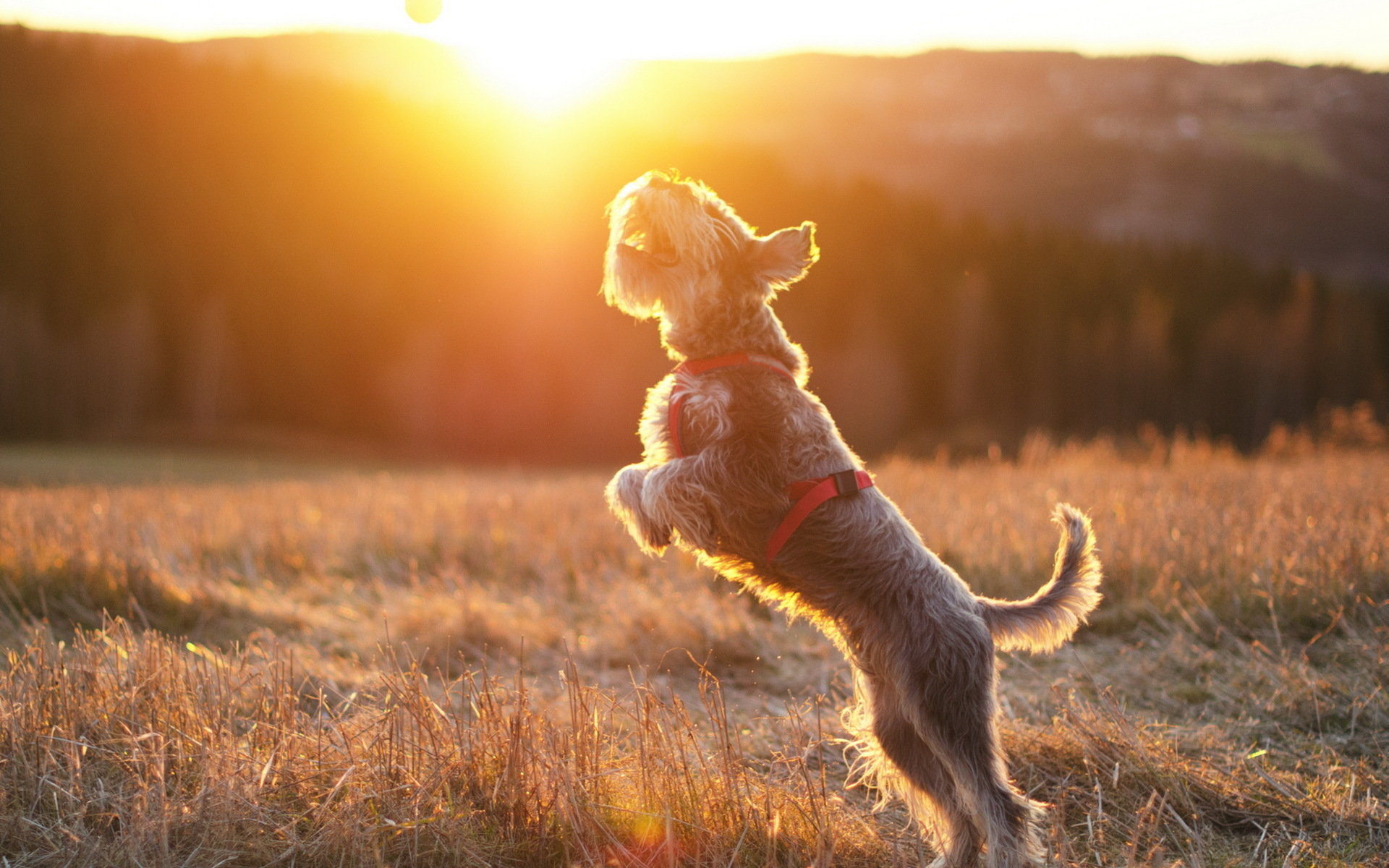 Awesome Schnauzer free background ID:328613 for hd 1920x1200 PC