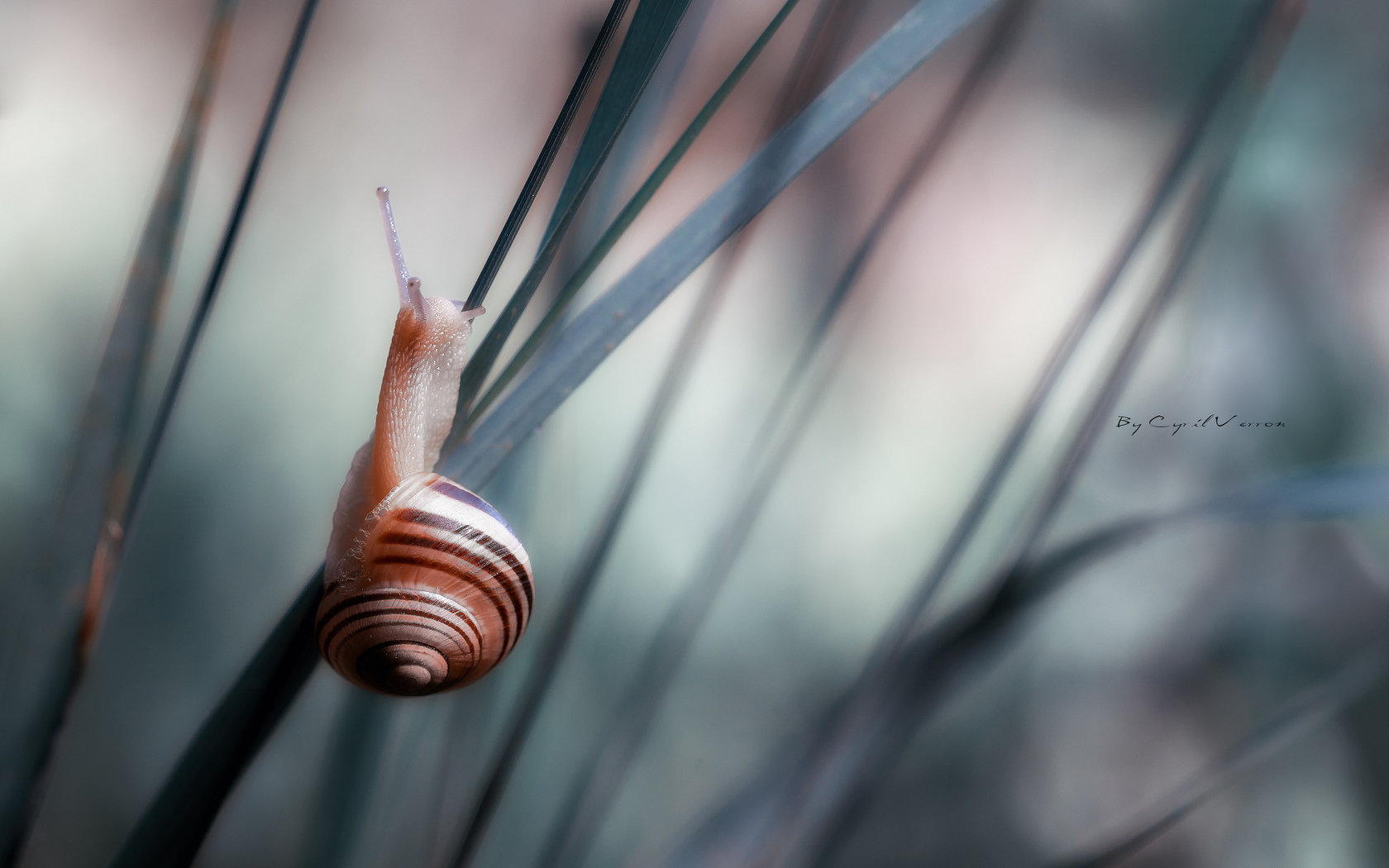 Awesome Snail free background ID:198798 for hd 1680x1050 computer