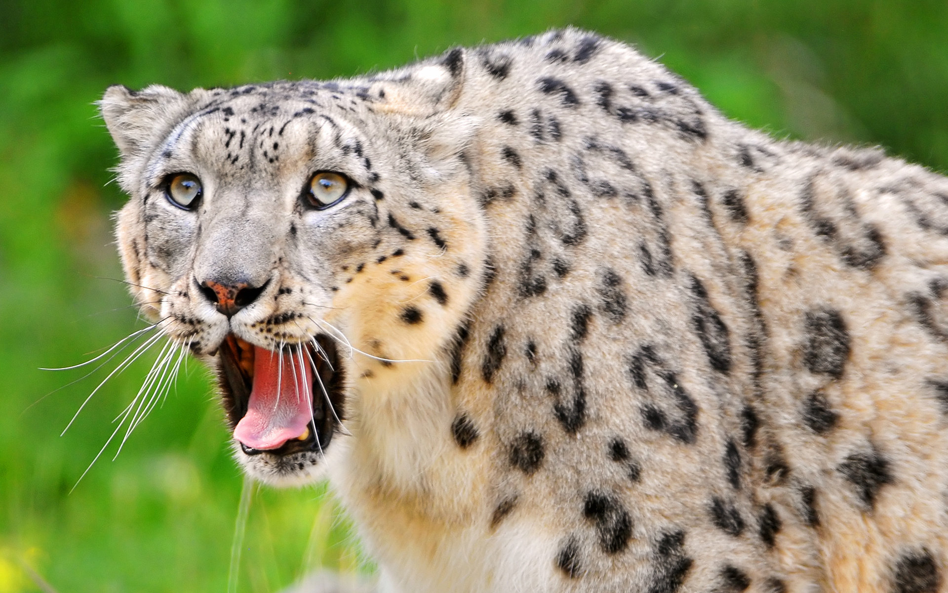 Free Snow Leopard high quality wallpaper ID:34365 for hd 1920x1200 computer