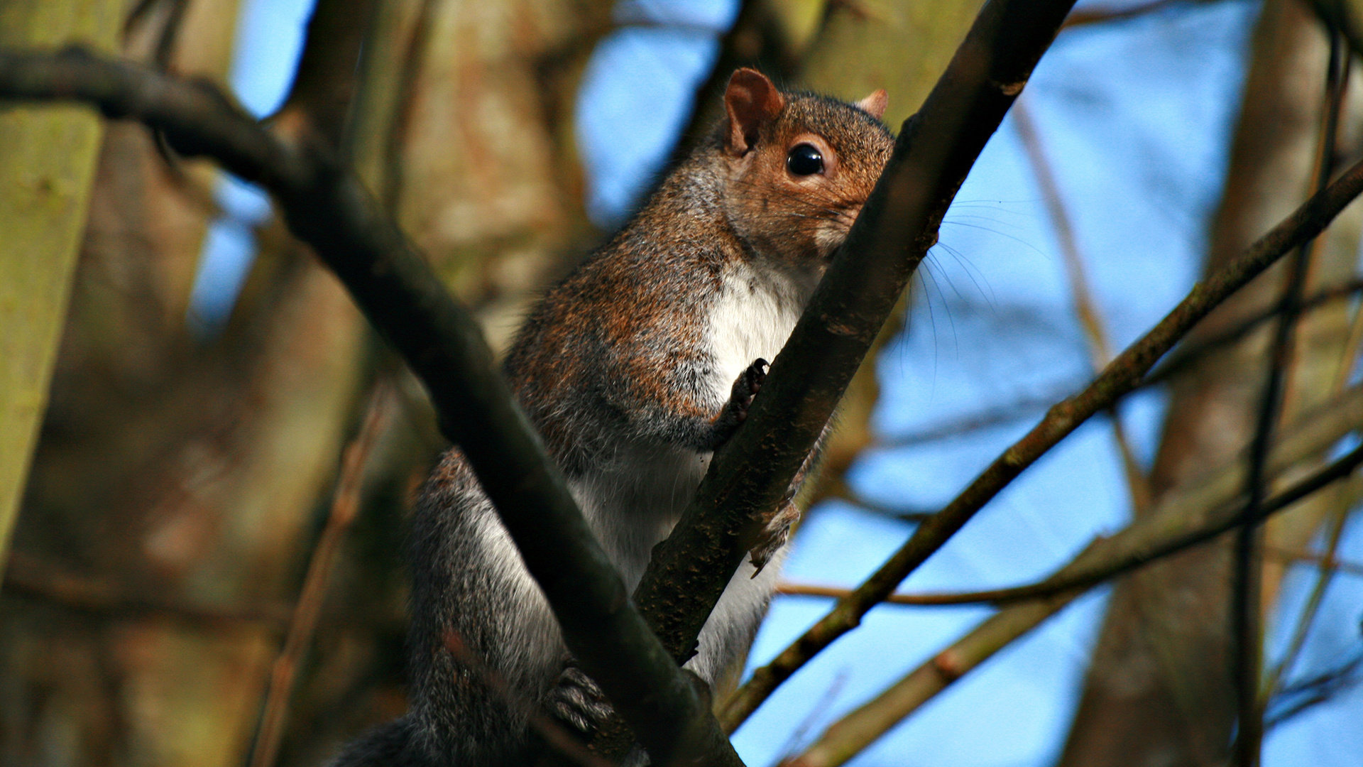 Free Squirrel high quality background ID:311548 for full hd 1080p desktop