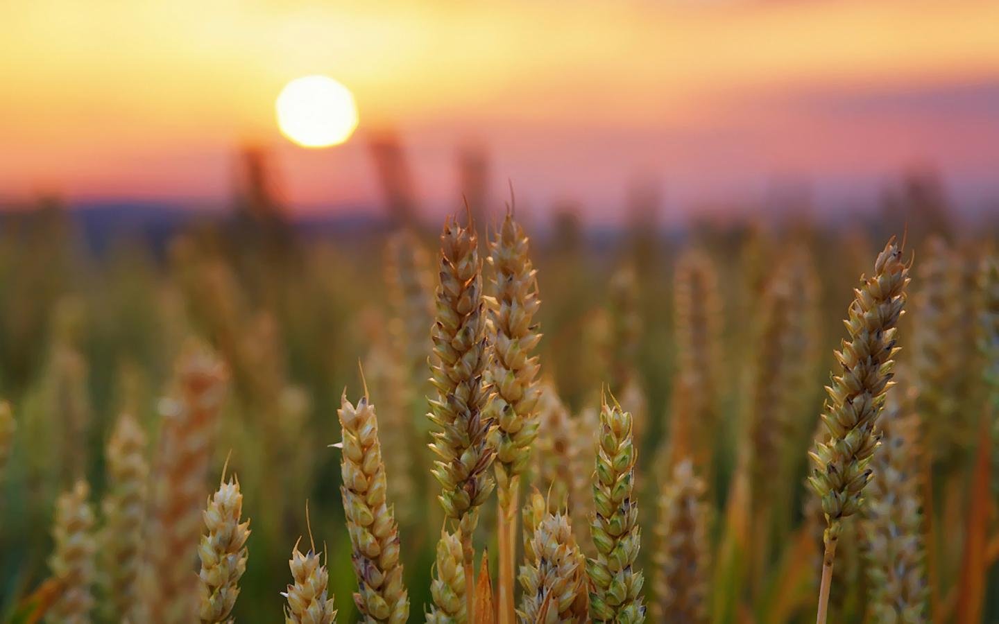 High resolution Wheat hd 1440x900 wallpaper ID:392150 for PC
