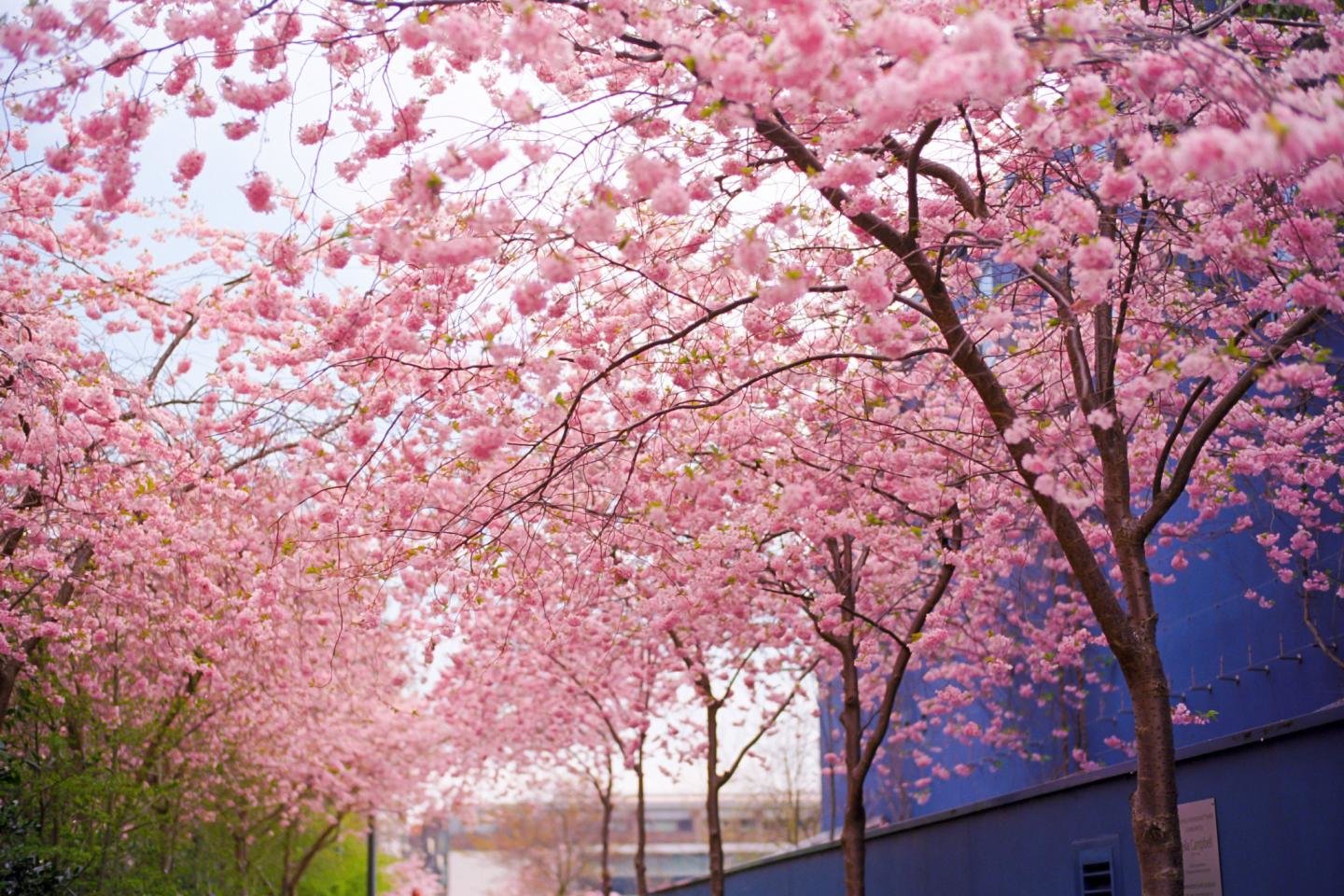 Free download Sakura tree (Cherry Blossom) background ID:250053 hd 1440x960 for desktop