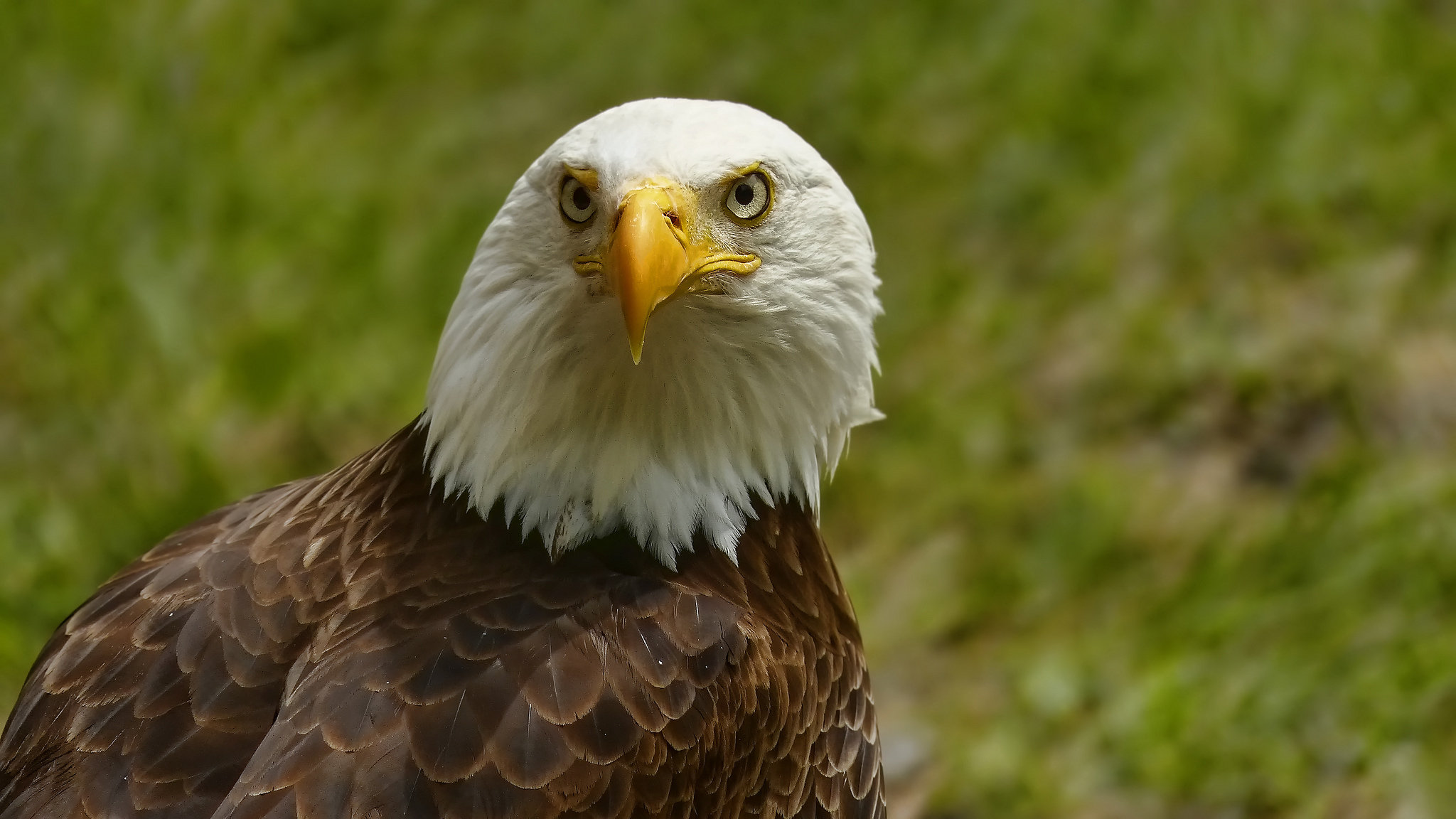 Free American Bald Eagle high quality background ID:68619 for hd 2048x1152 computer