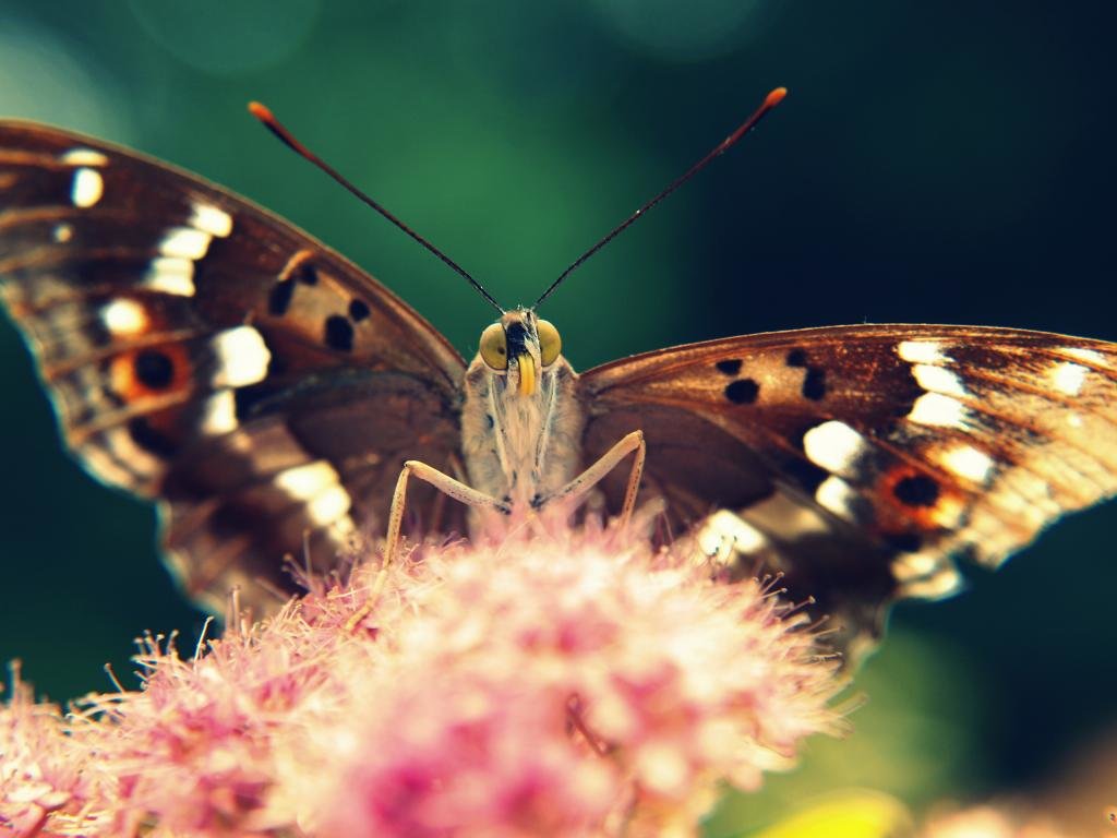 Download hd 1024x768 Butterfly computer background ID:168276 for free