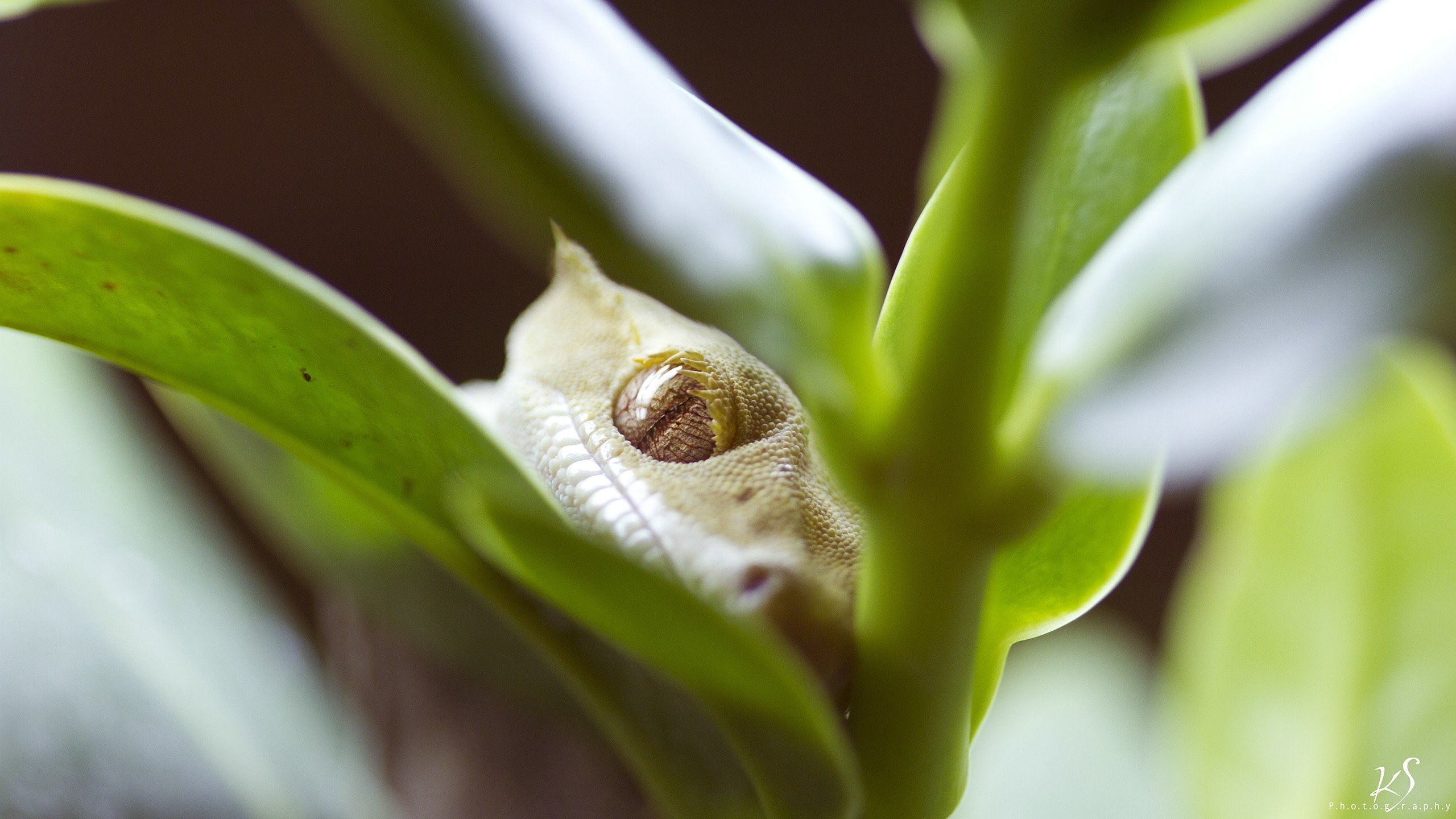 Download hd 2560x1440 Gecko computer wallpaper ID:114489 for free