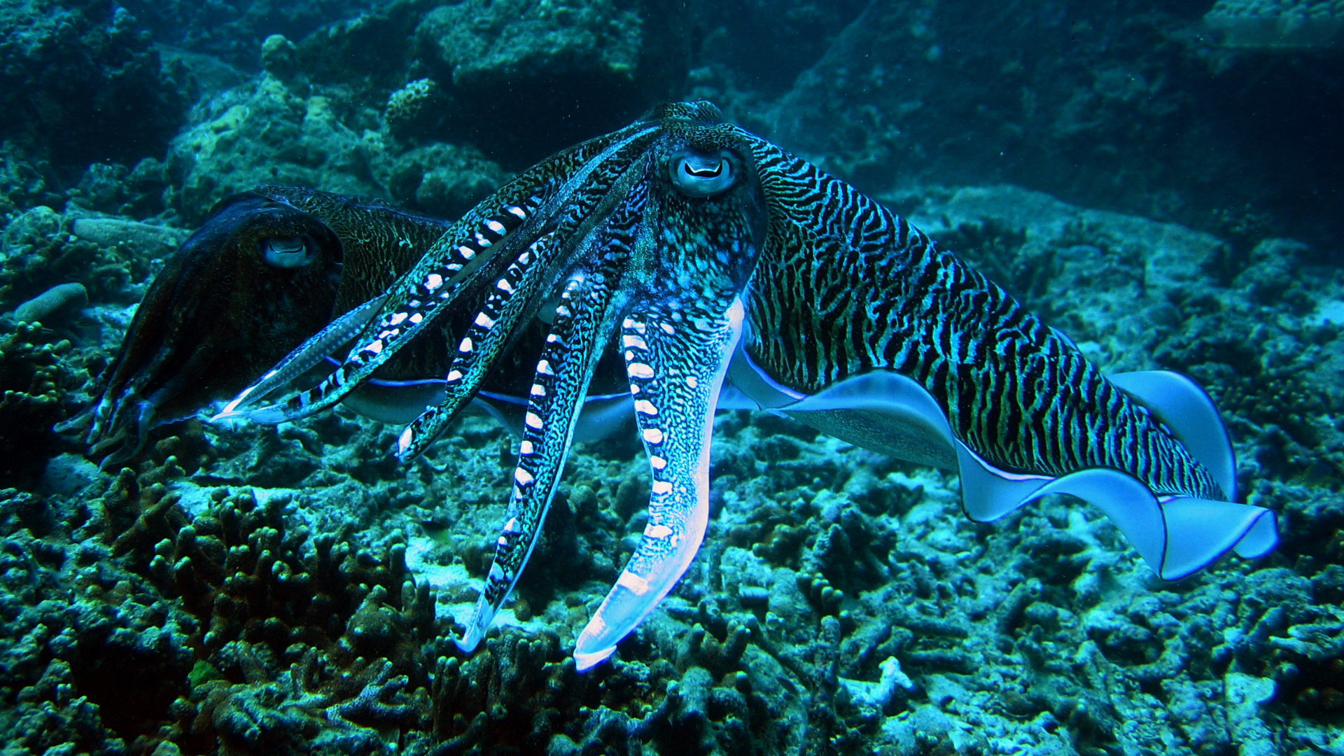 High resolution Cuttlefish 1080p wallpaper ID:239829 for computer