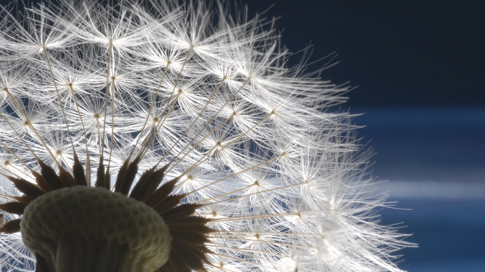 High resolution Dandelion full hd 1080p background ID:77853 for PC