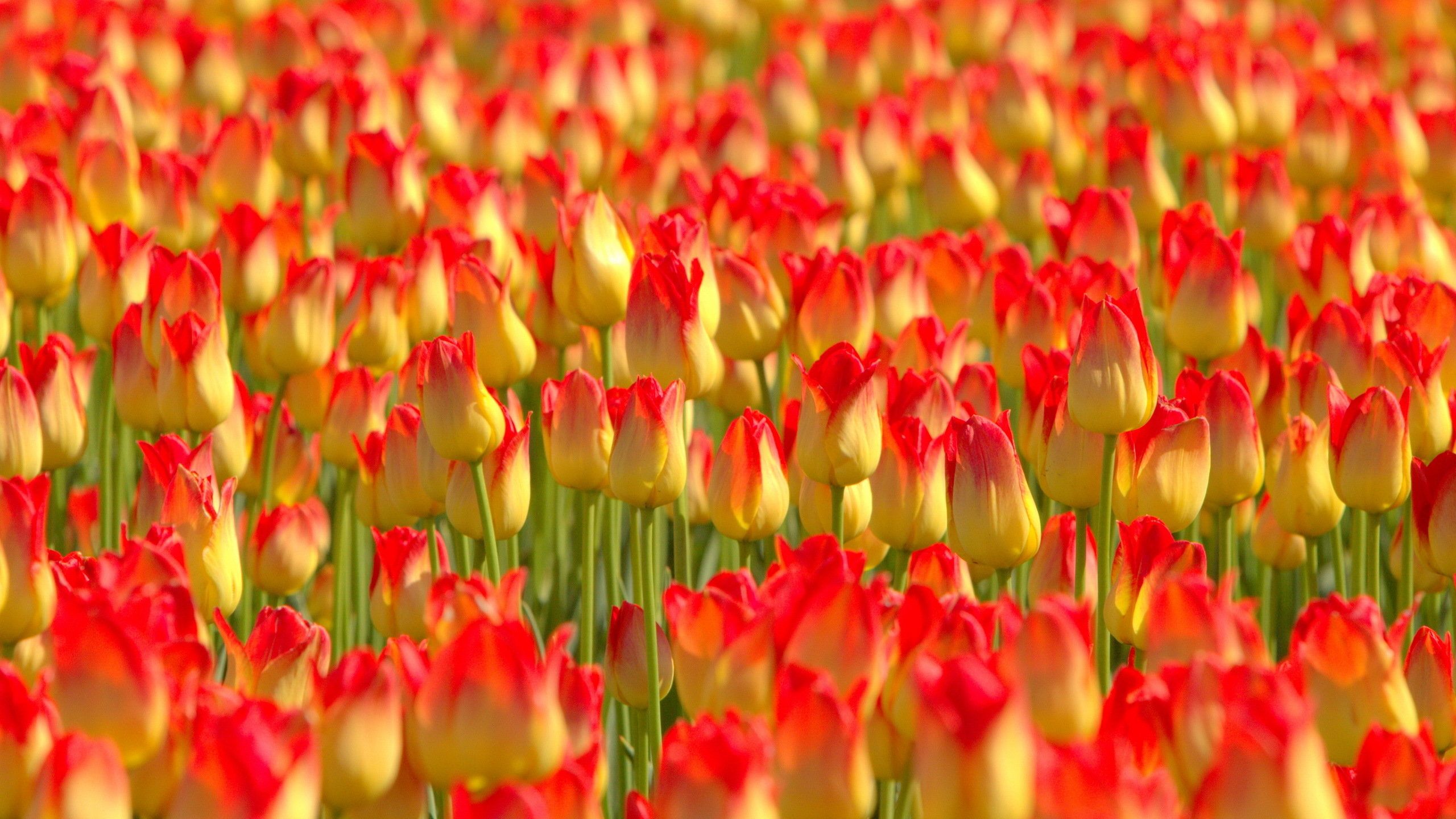Free download Tulip background ID:157227 hd 2560x1440 for desktop