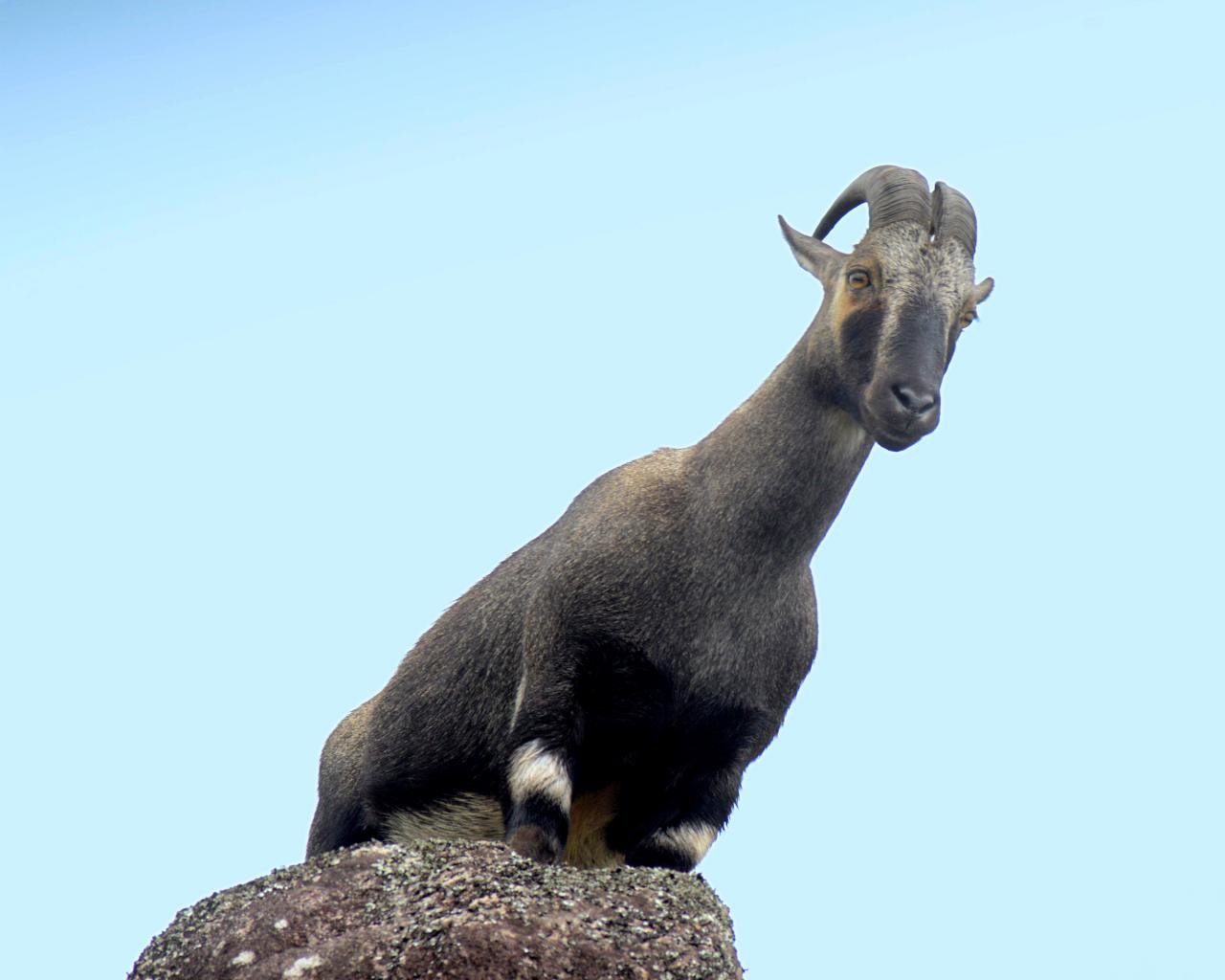 Free Goat high quality wallpaper ID:466789 for hd 1280x1024 PC