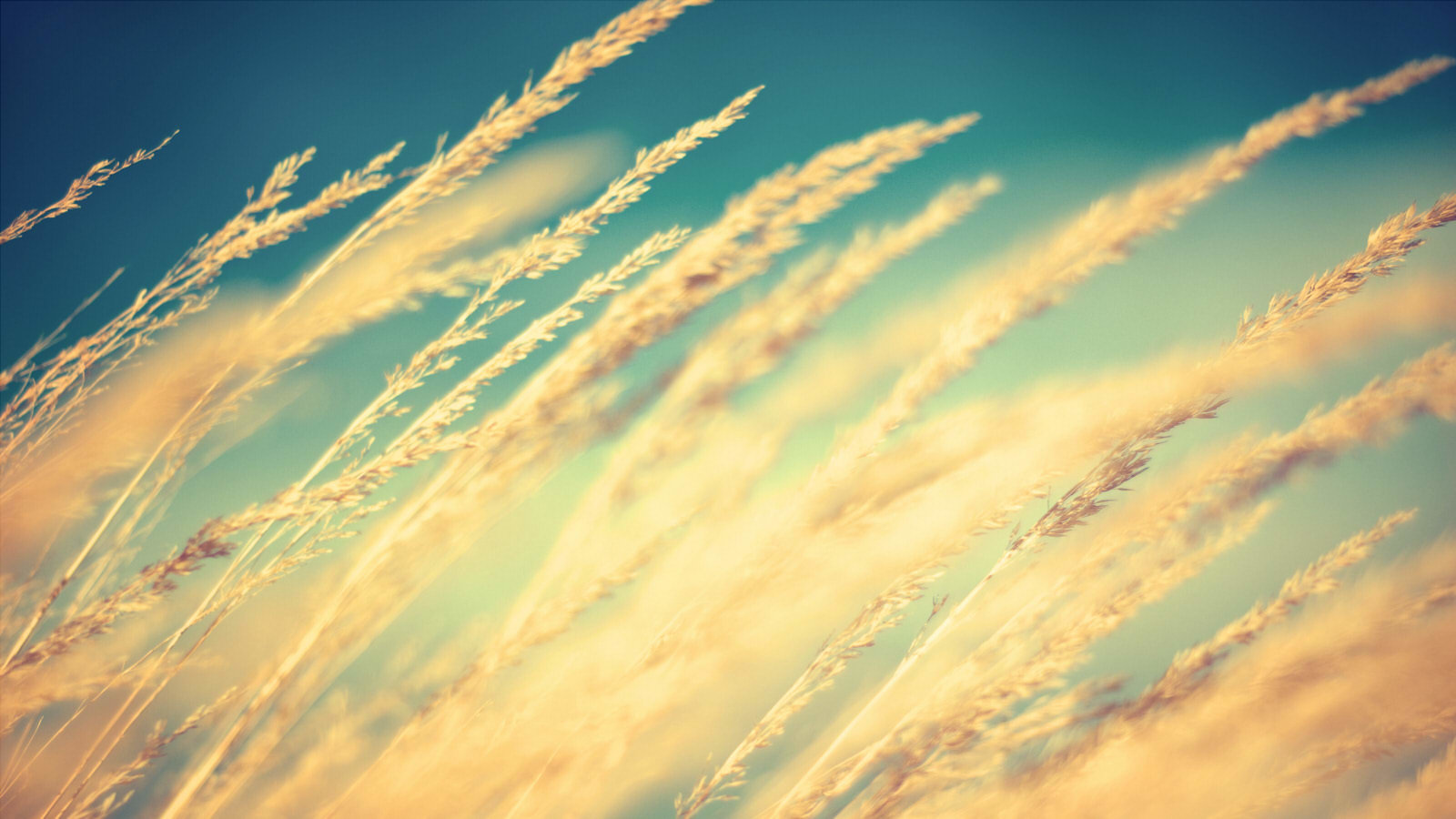 Best Grass background ID:377881 for High Resolution hd 1600x900 computer
