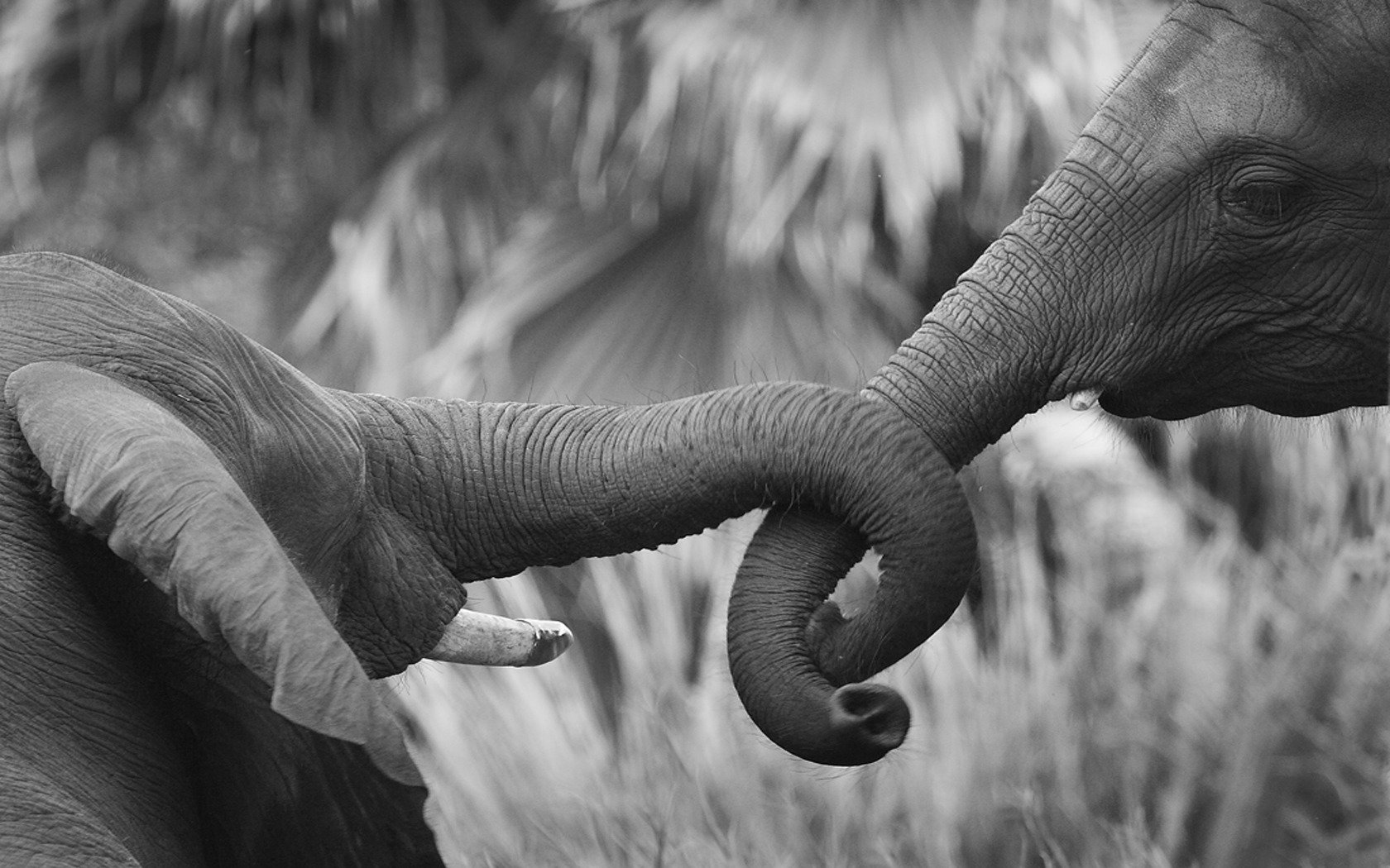 Free Elephant high quality background ID:132749 for hd 1680x1050 computer