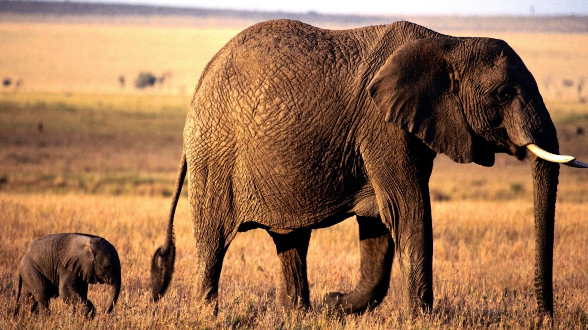 Free download Elephant wallpaper ID:132639 hd 1920x1080 for computer
