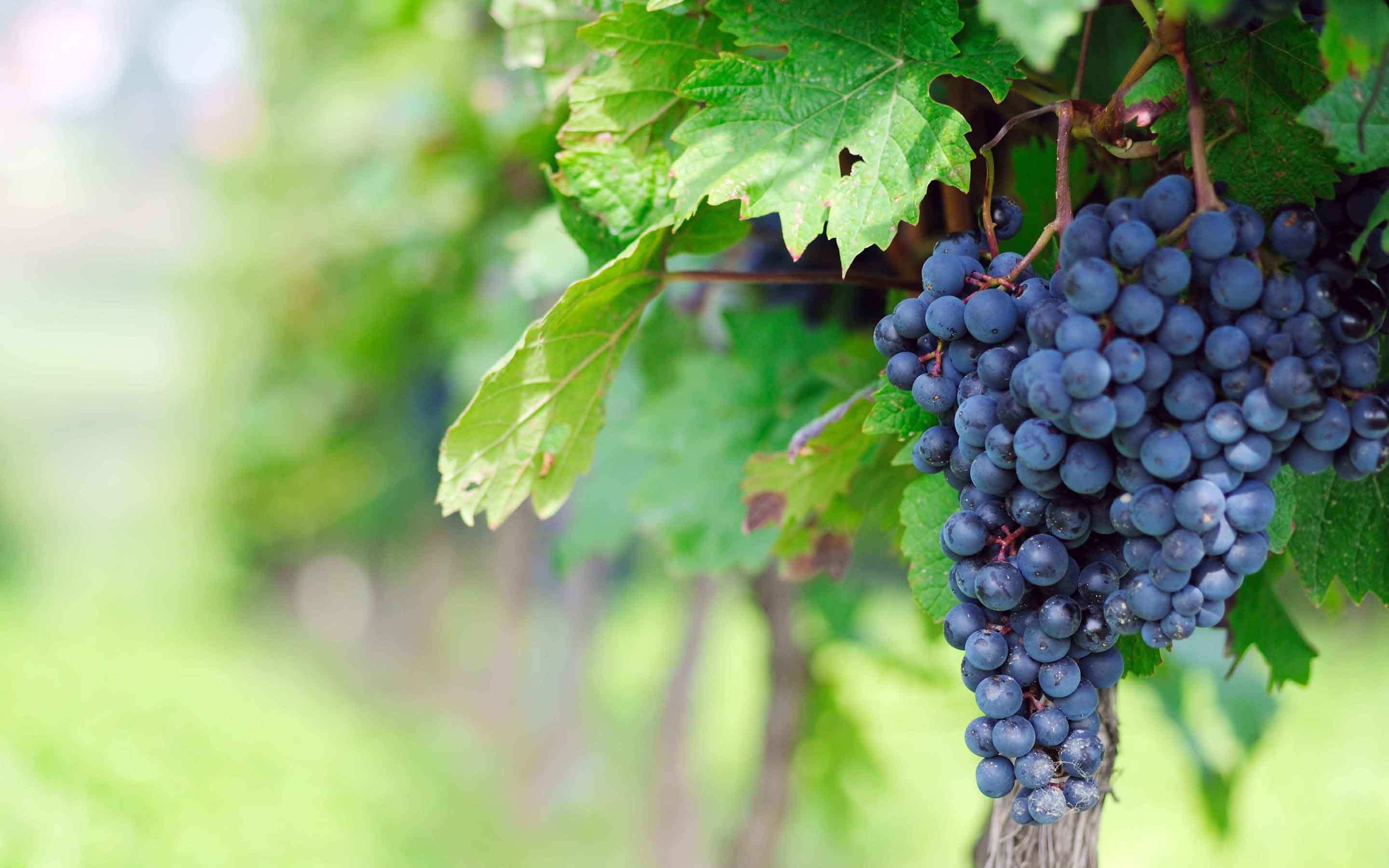 Download hd 2880x1800 Grapes PC wallpaper ID:420889 for free