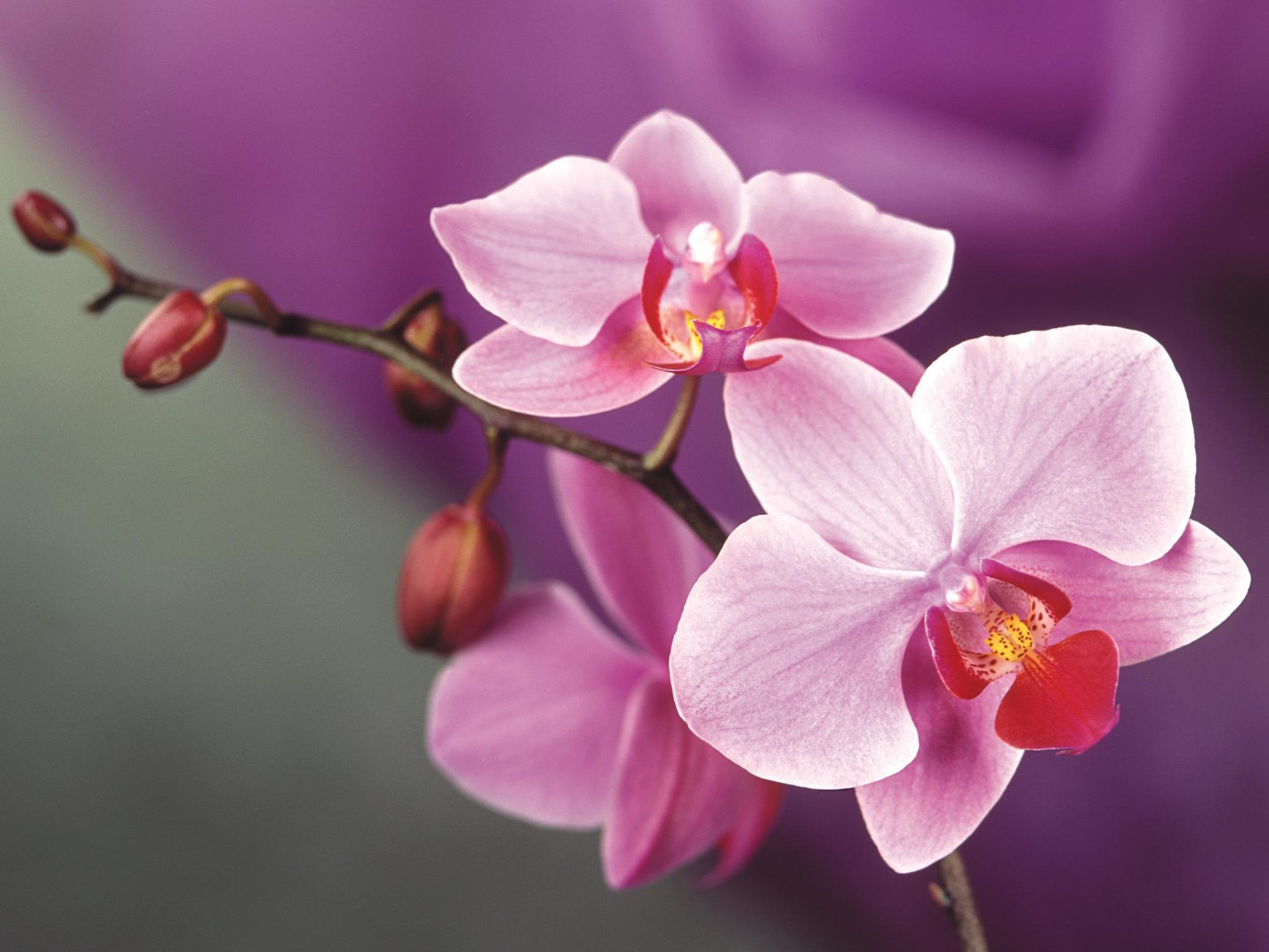Awesome Orchid free wallpaper ID:449611 for hd 2048x1536 PC