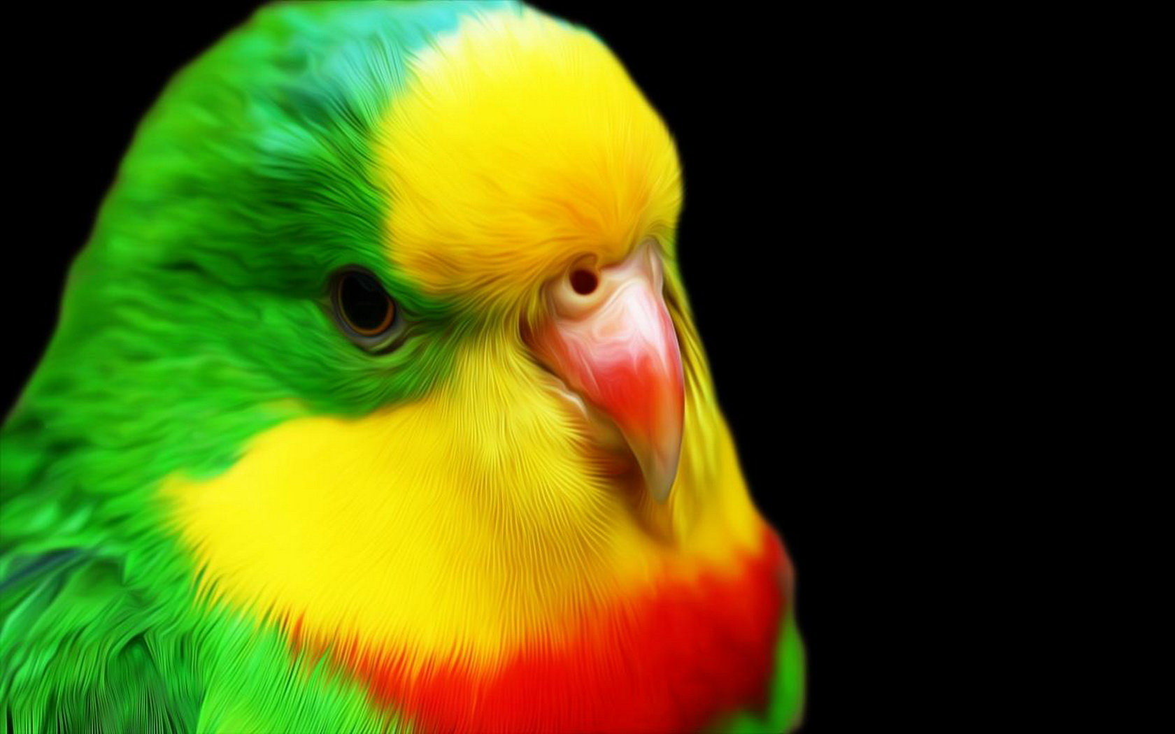 Download hd 1680x1050 Parrot computer background ID:25726 for free