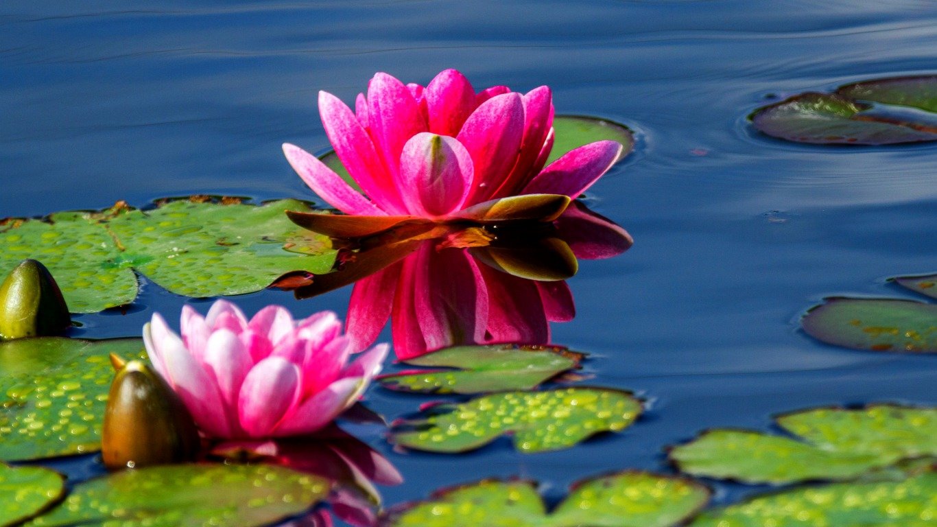 Best Water Lily background ID:366216 for High Resolution hd 1366x768 computer