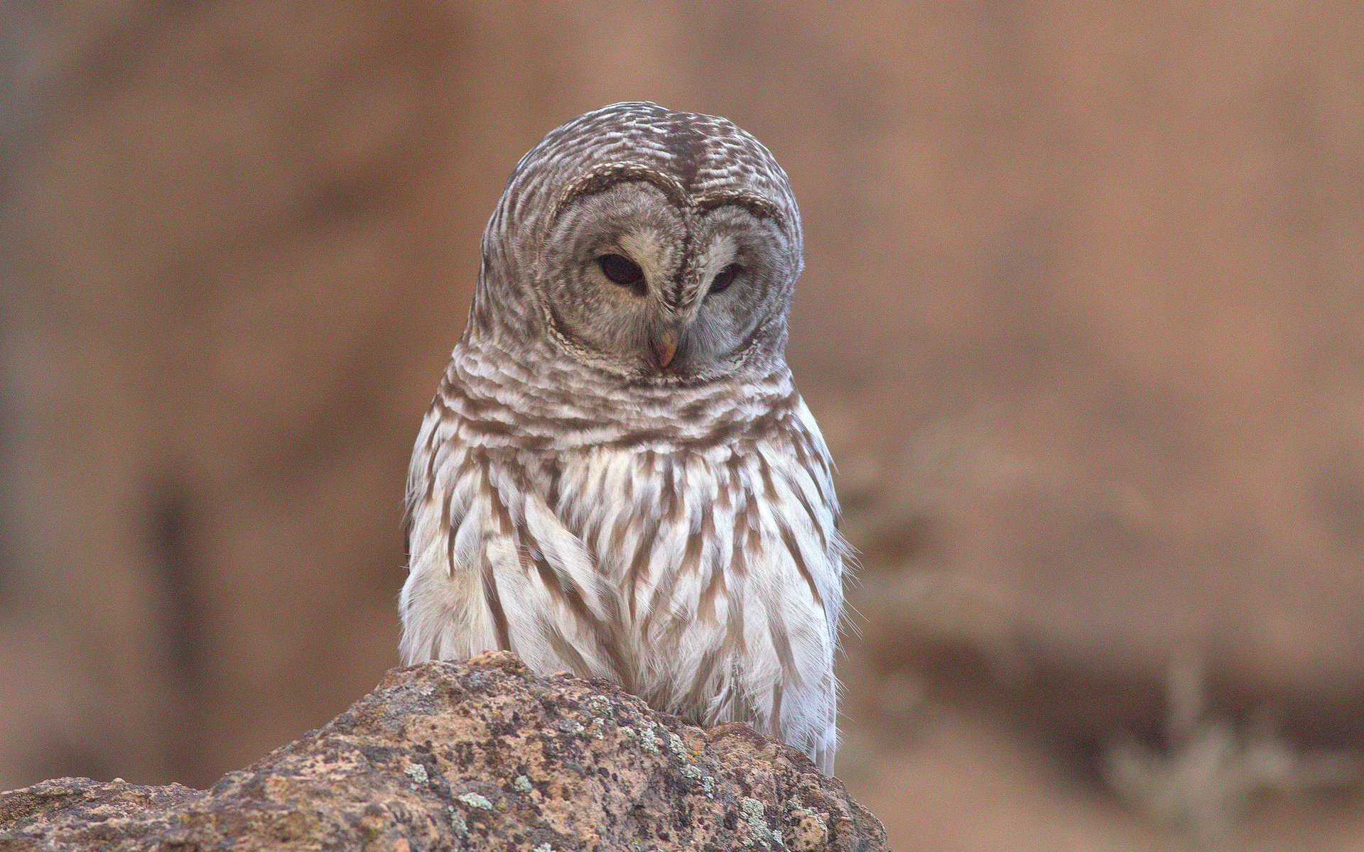 Awesome Barred Owl free wallpaper ID:91346 for hd 1920x1200 computer