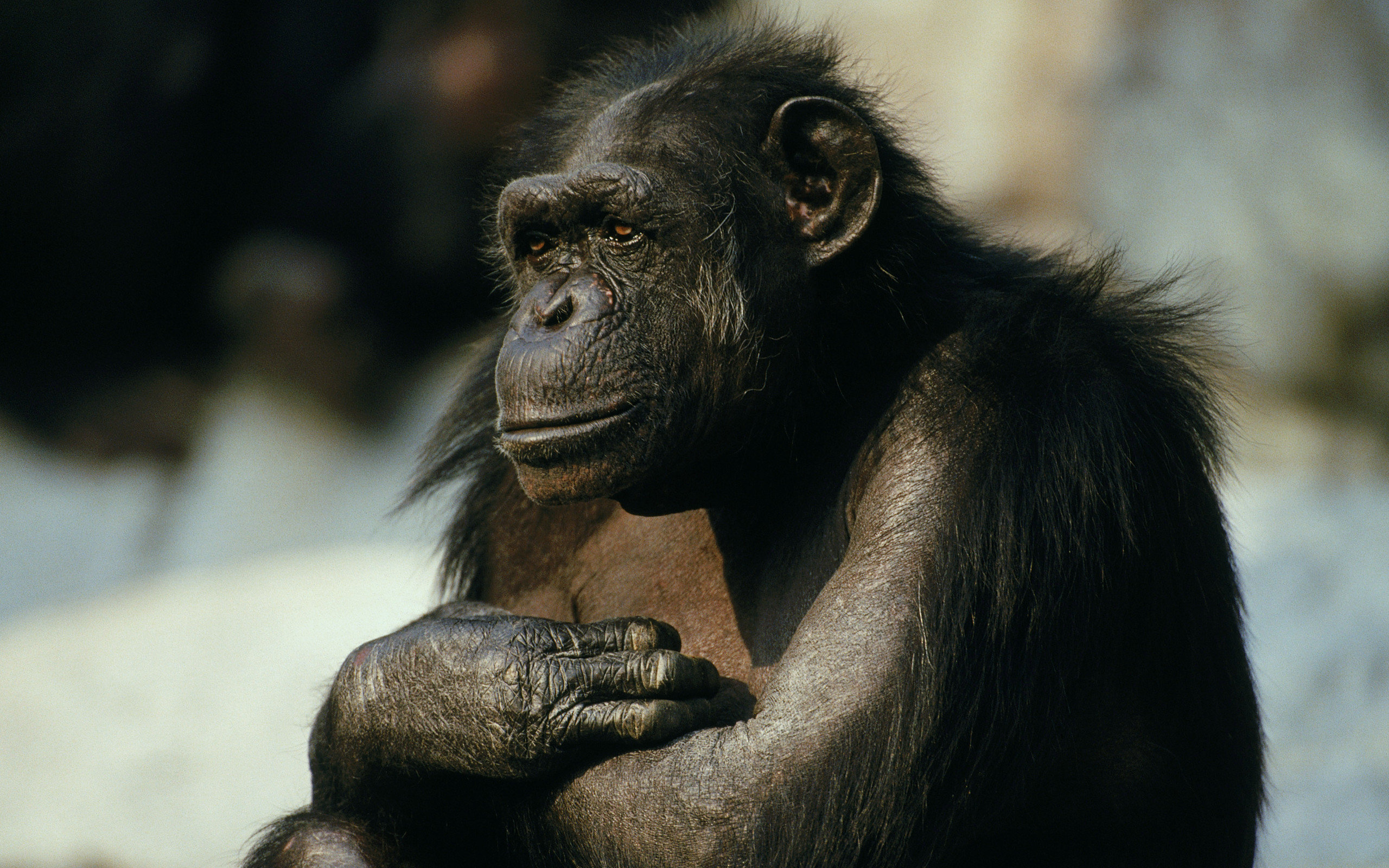 Free download Chimpanzee background ID:24594 hd 2560x1600 for computer