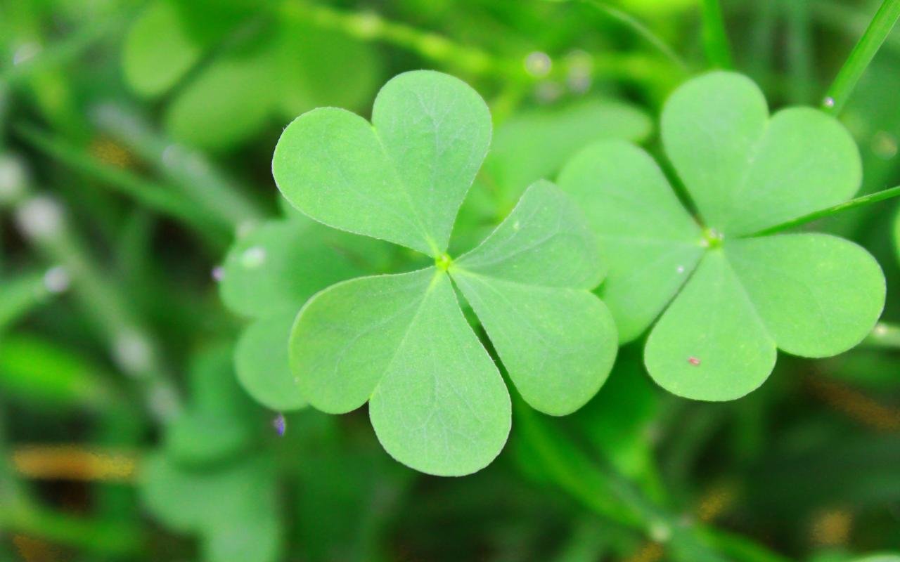 Download hd 1280x800 Clover & shamrock computer background ID:65823 for free