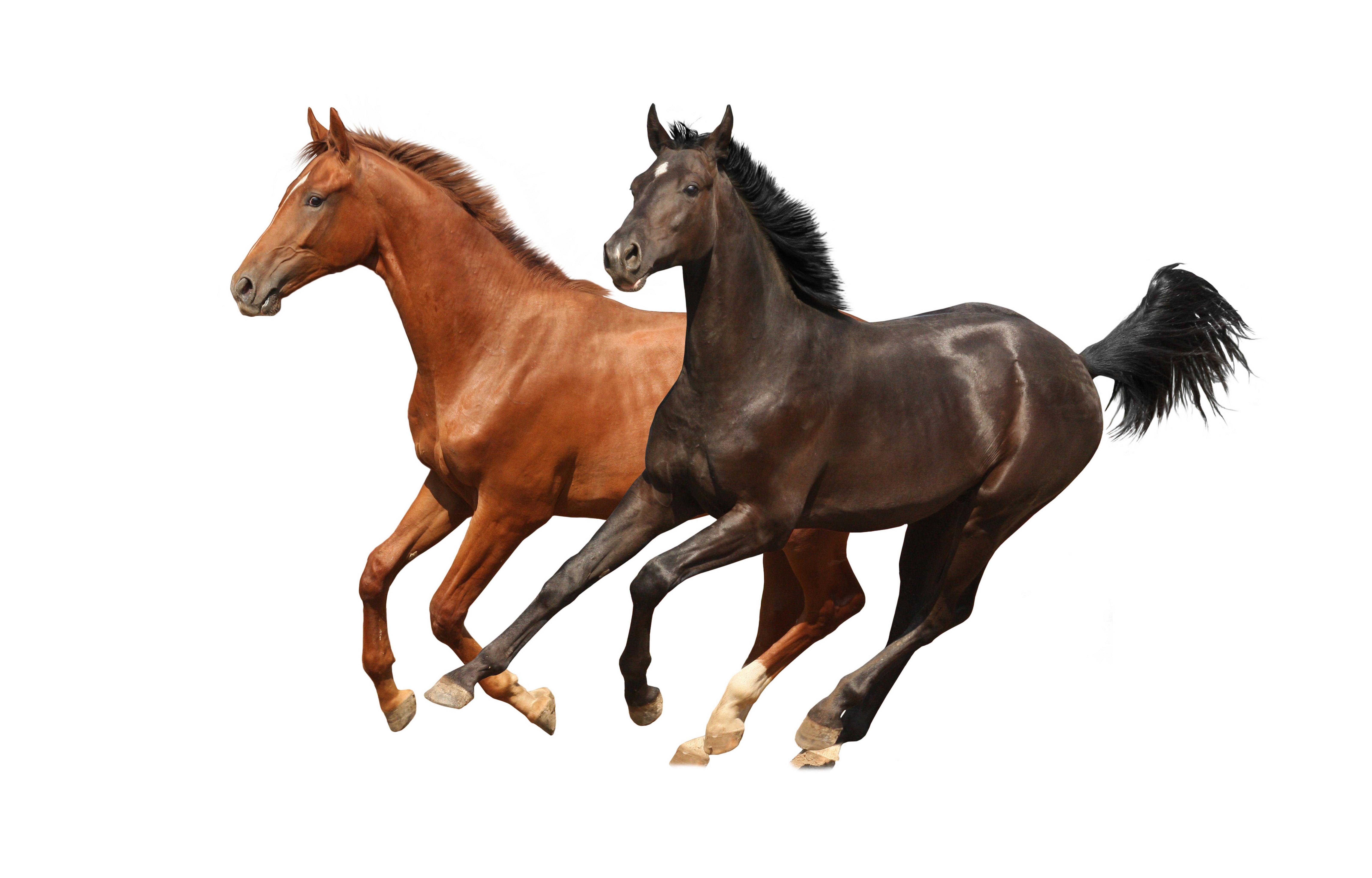 Free download Horse background ID:23325 hd 6400x4096 for computer
