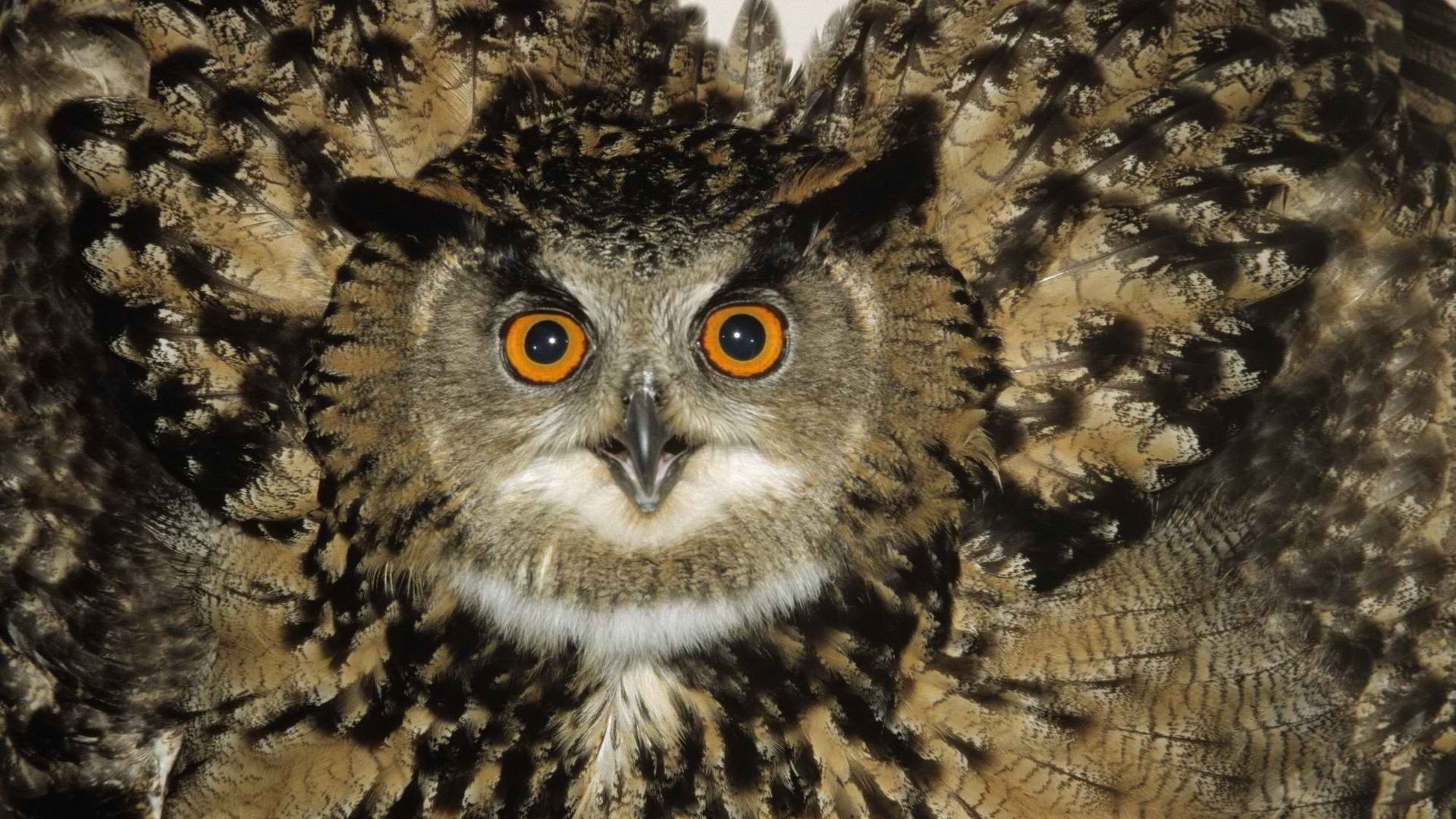 Best Owl background ID:236996 for High Resolution full hd computer