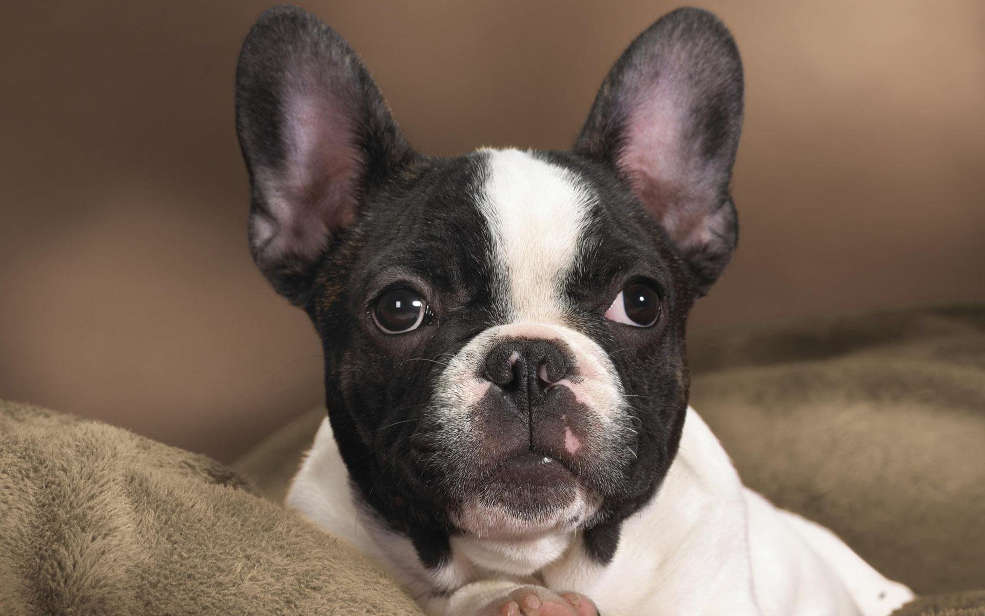 Awesome French Bulldog free background ID:28652 for hd 1920x1200 computer
