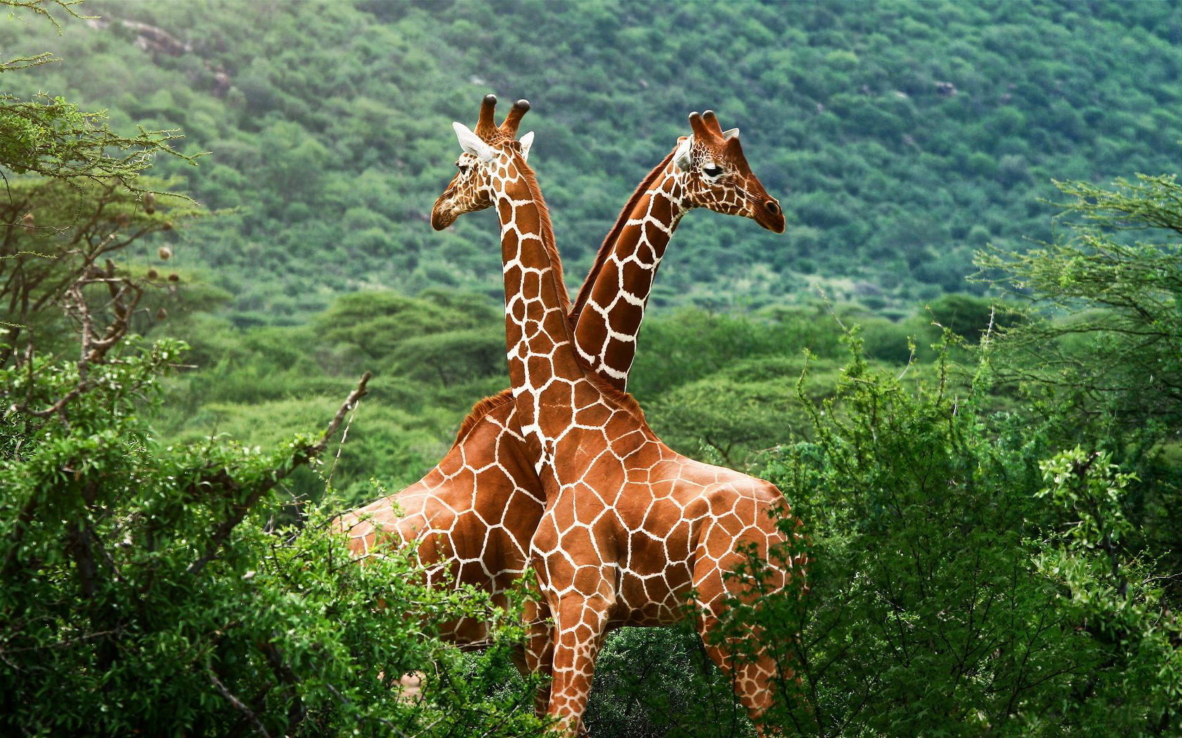 Free Giraffe high quality background ID:332598 for hd 1680x1050 computer