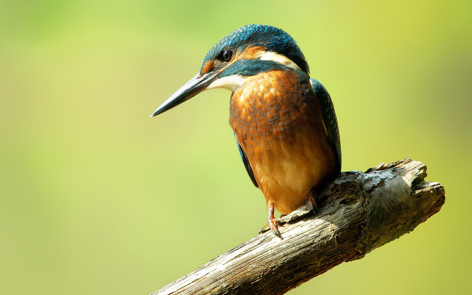 Free download Kingfisher background ID:311312 hd 1920x1200 for computer
