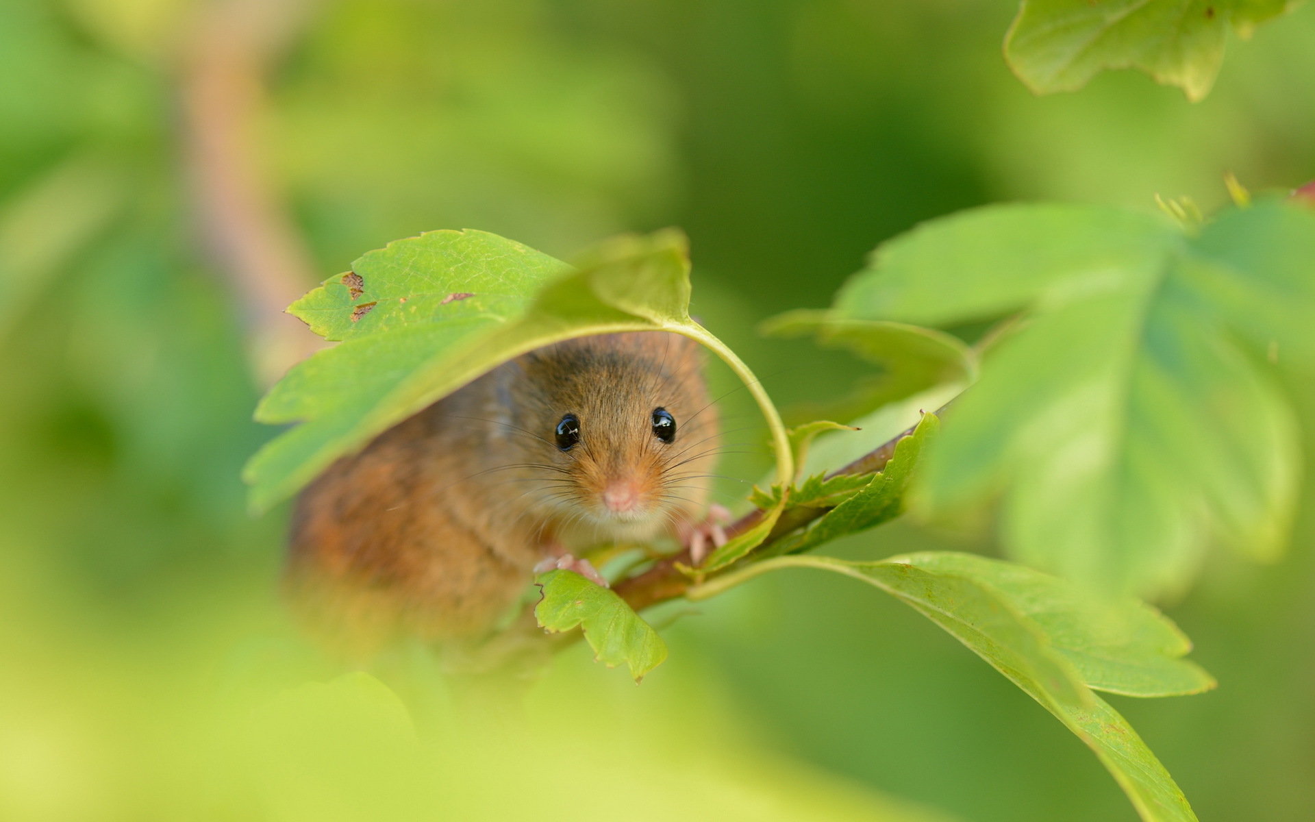 High resolution Mouse hd 1920x1200 wallpaper ID:132458 for desktop