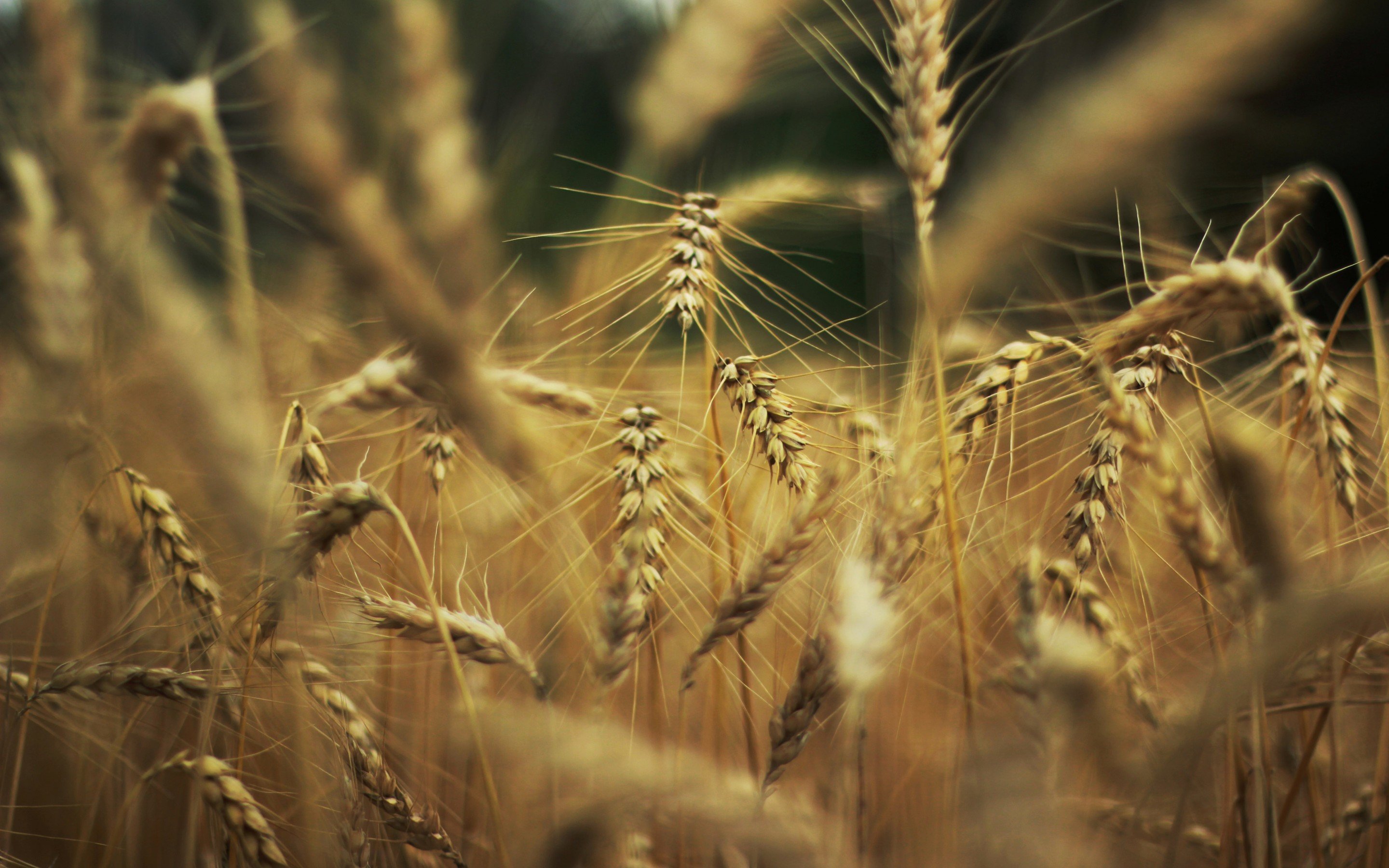 Free Wheat high quality wallpaper ID:392116 for hd 2880x1800 computer